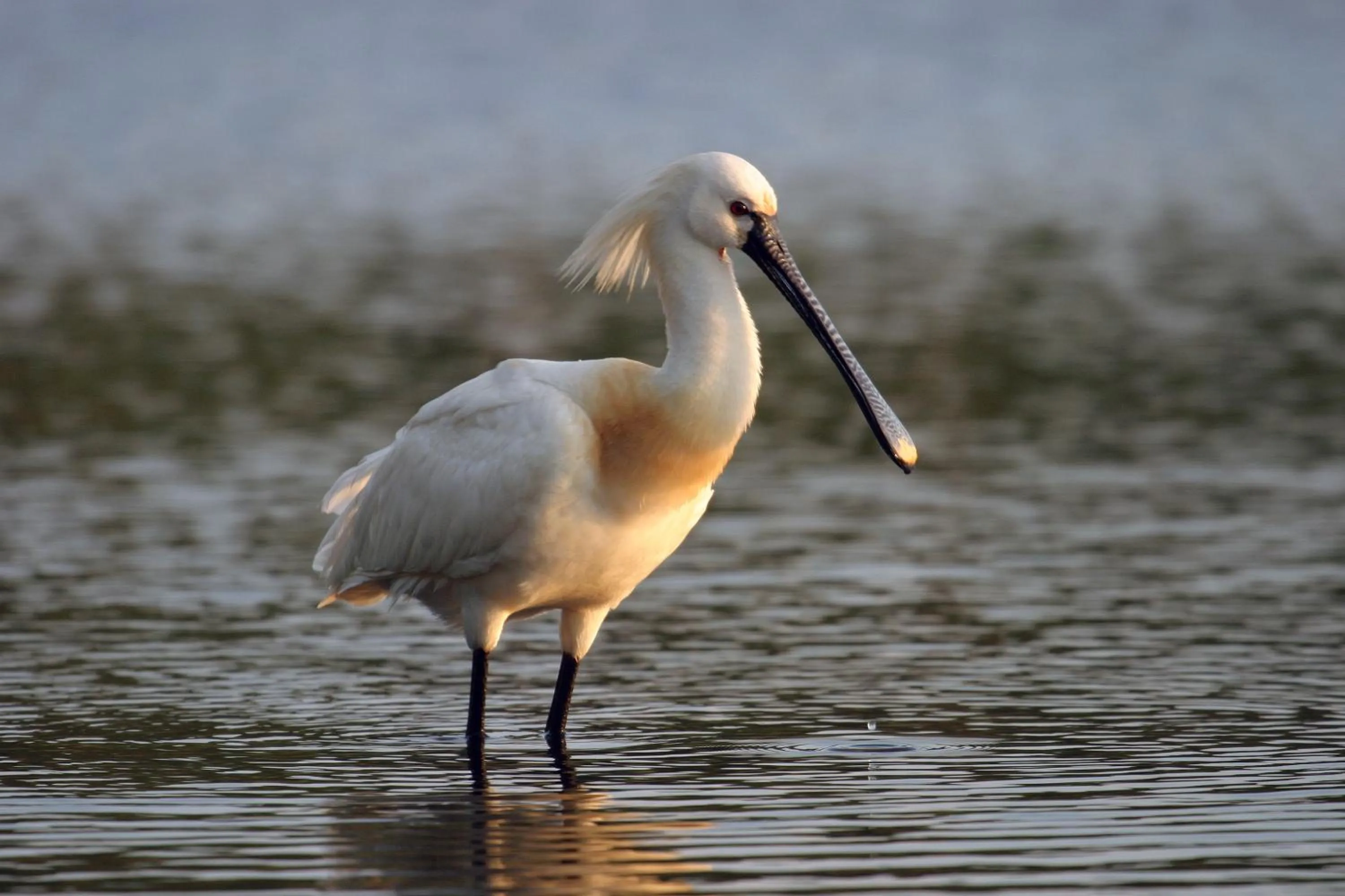 Natural landscape in Urdaibai Bird Center