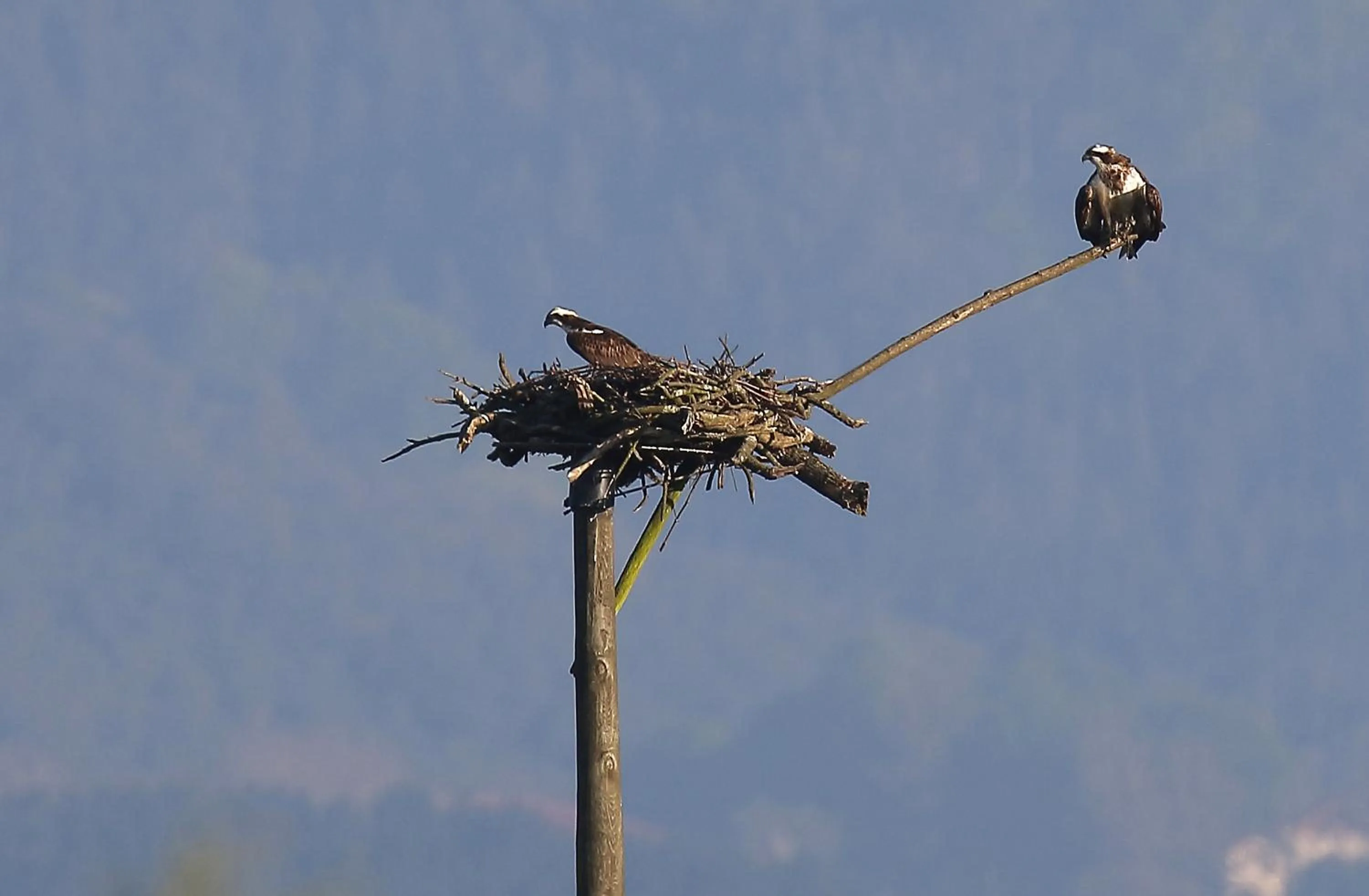 Natural landscape in Urdaibai Bird Center