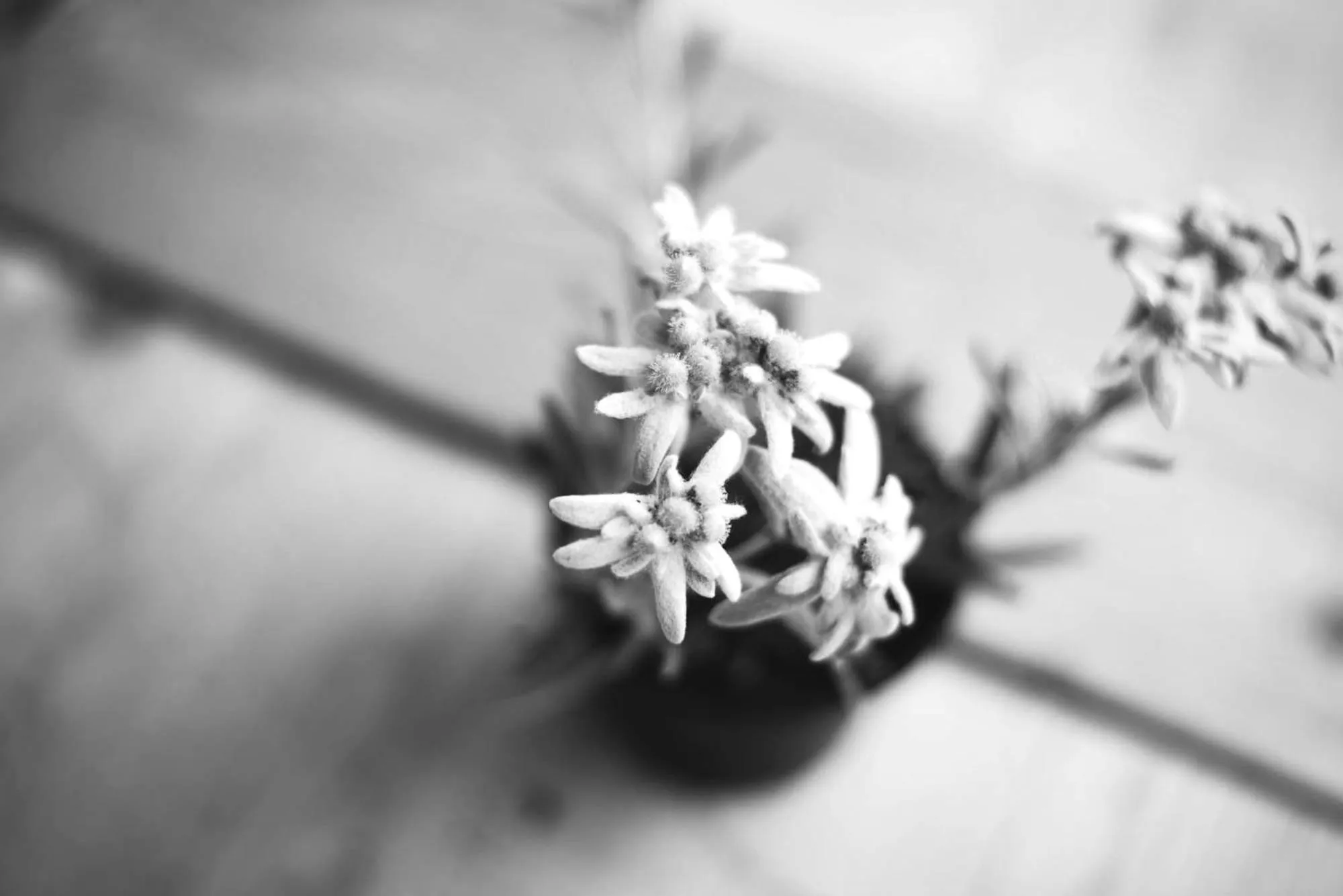 Spring in Skihotel Galzig B&B