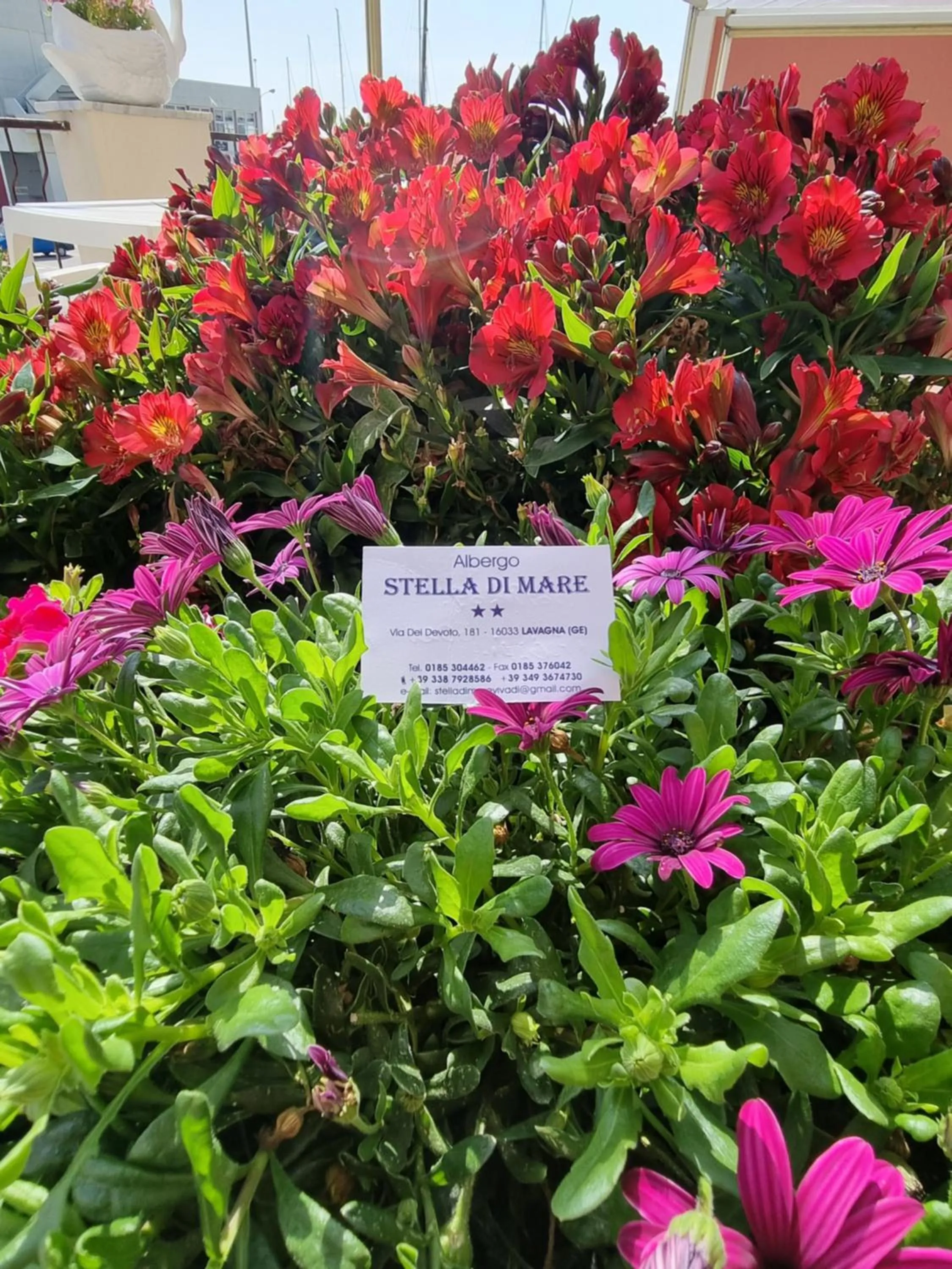 Balcony/Terrace in Albergo Stella Di Mare