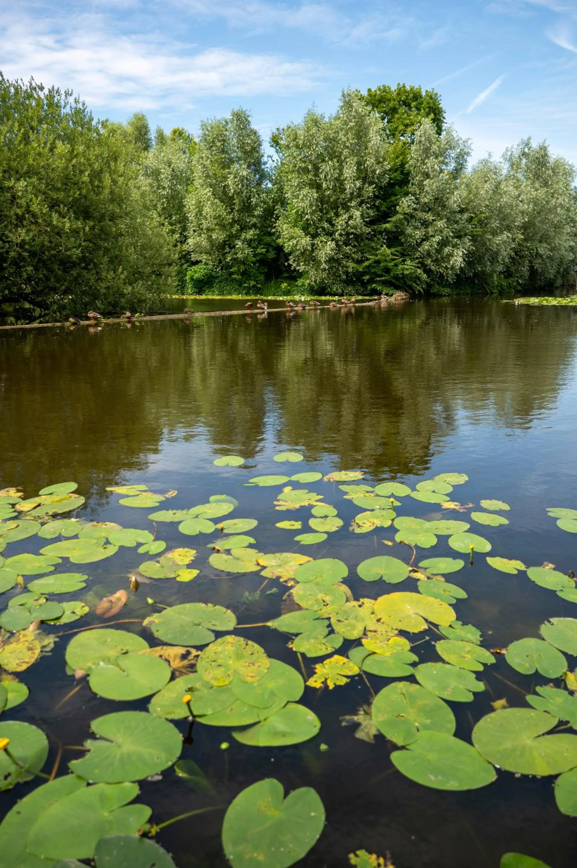 View (from property/room) in LODGE & LOFT
