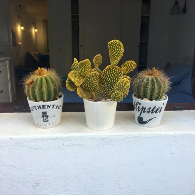 Vivienda Vacacional Cactus