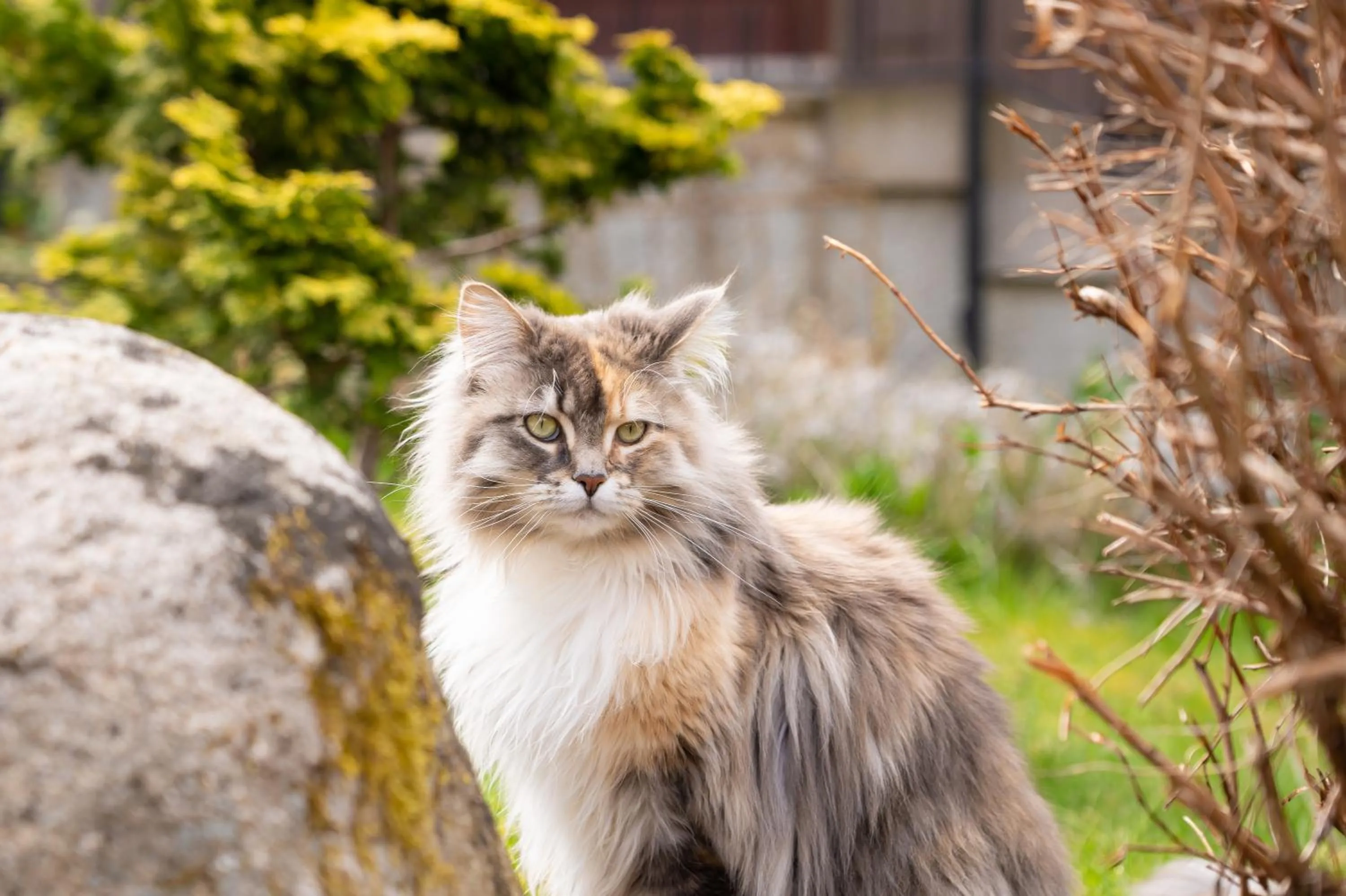 Animals in Hotel und Berggasthof Zum Sonnenhof