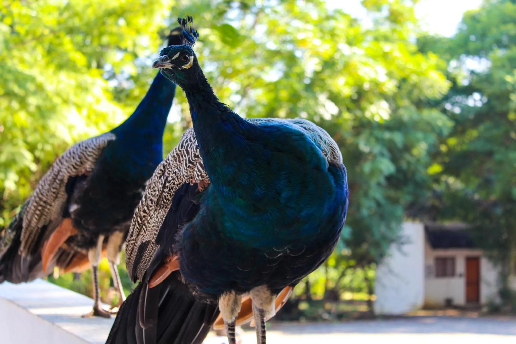 Summer in BON Hotel Rustenburg