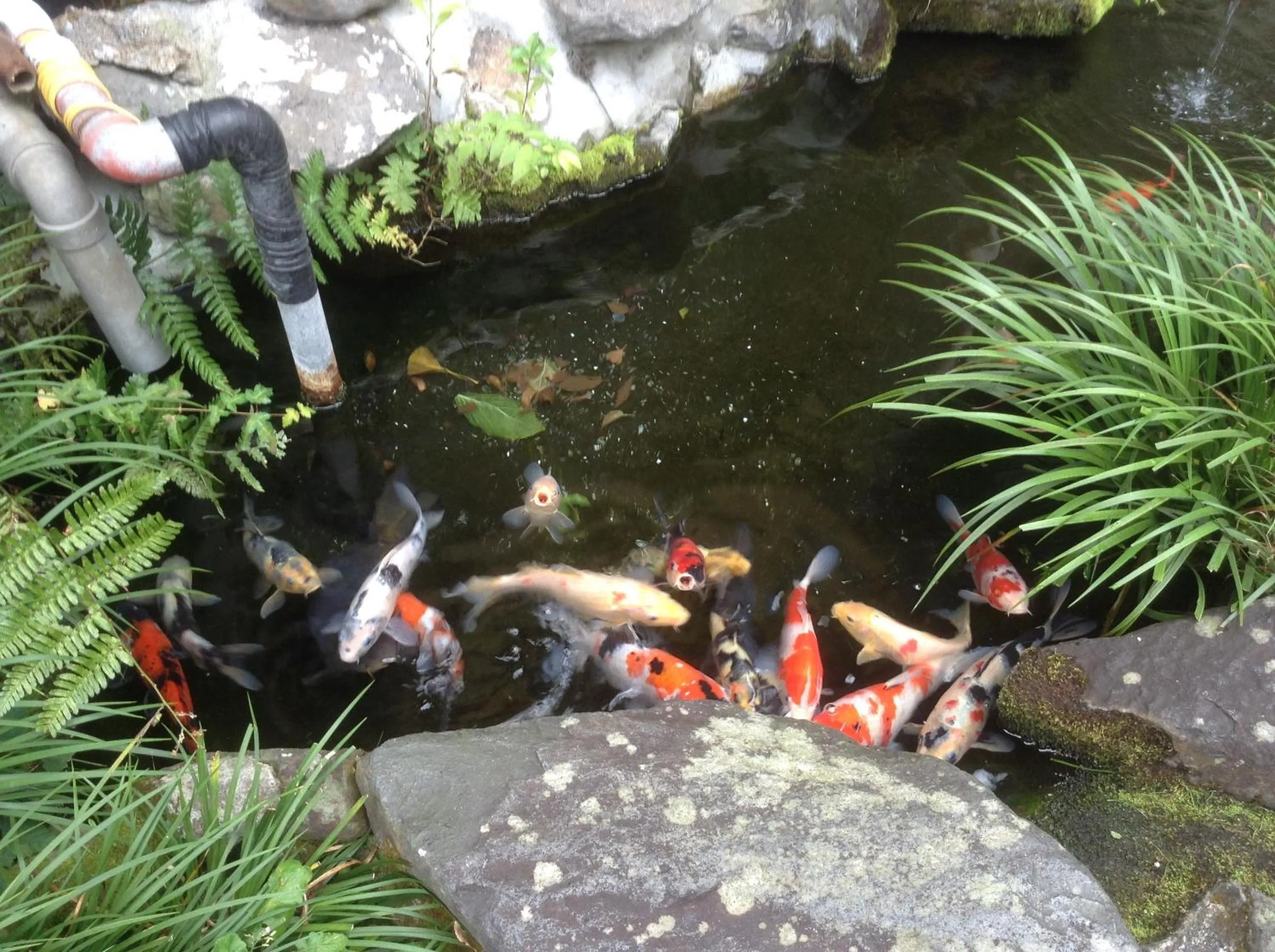 Garden in Fumoto Ryokan