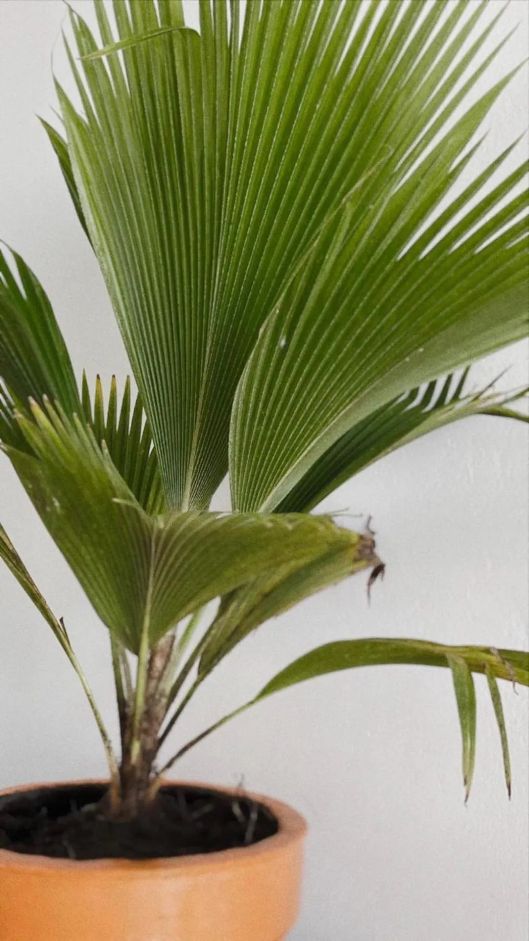 Decorative detail in Zanzibar Gem Beach Bungalows