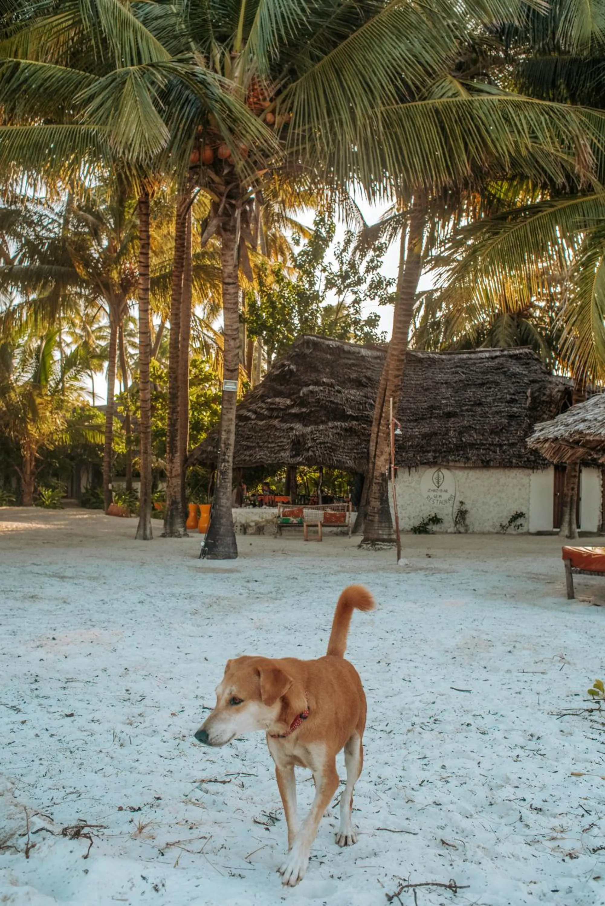 Pets in Zanzibar Gem Beach Bungalows