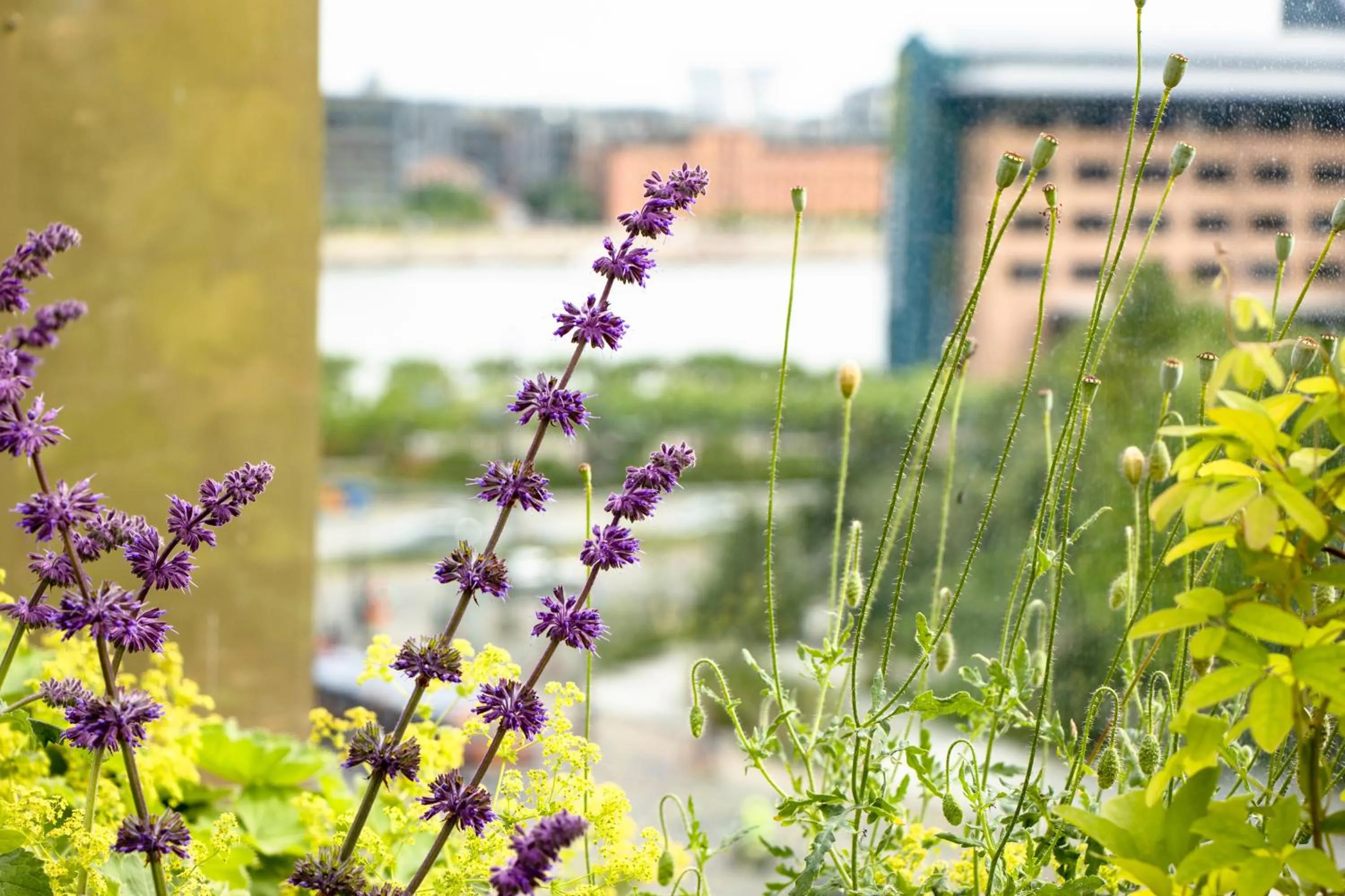 Garden in Next House Copenhagen