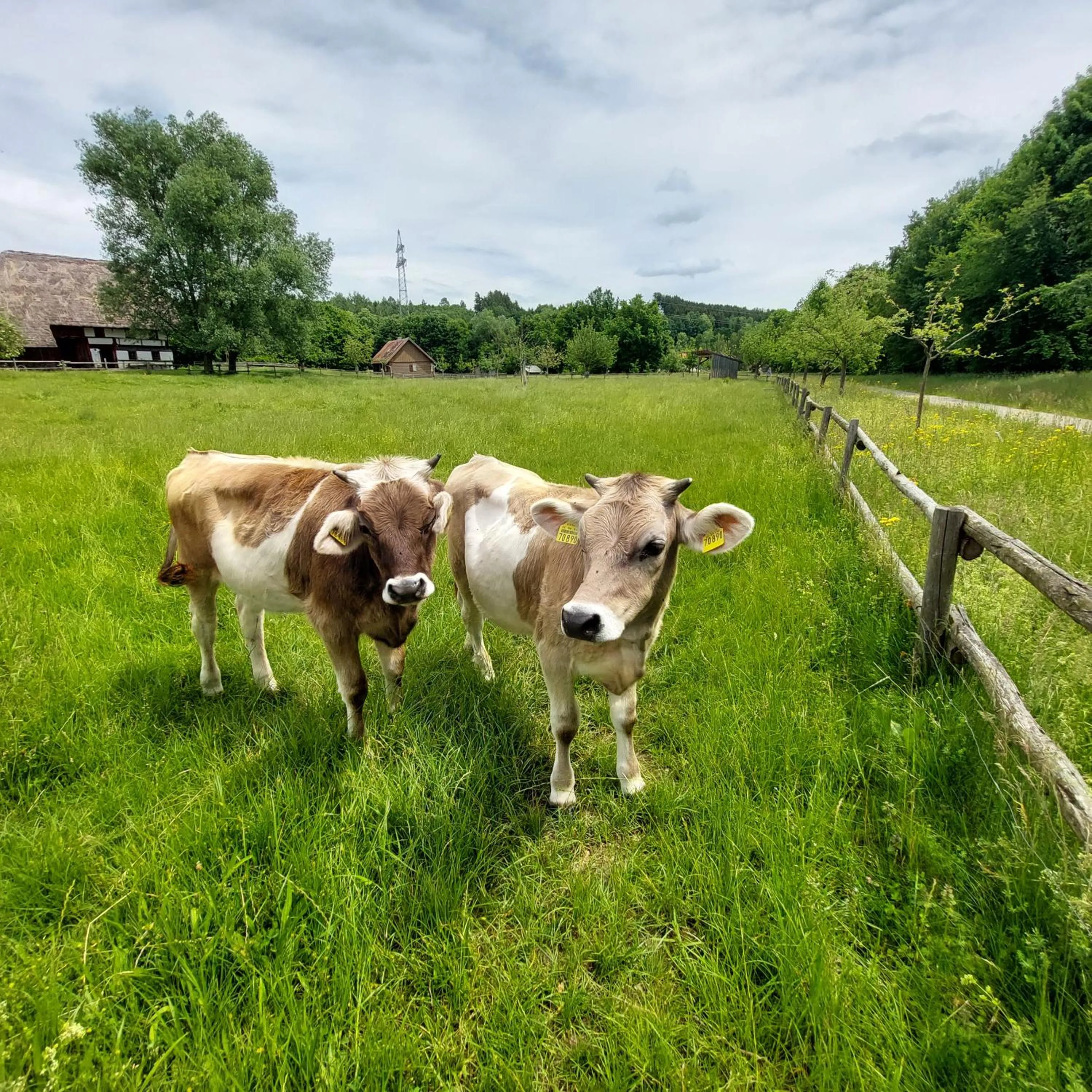 Natural landscape in Hotel Garni Malerwinkl