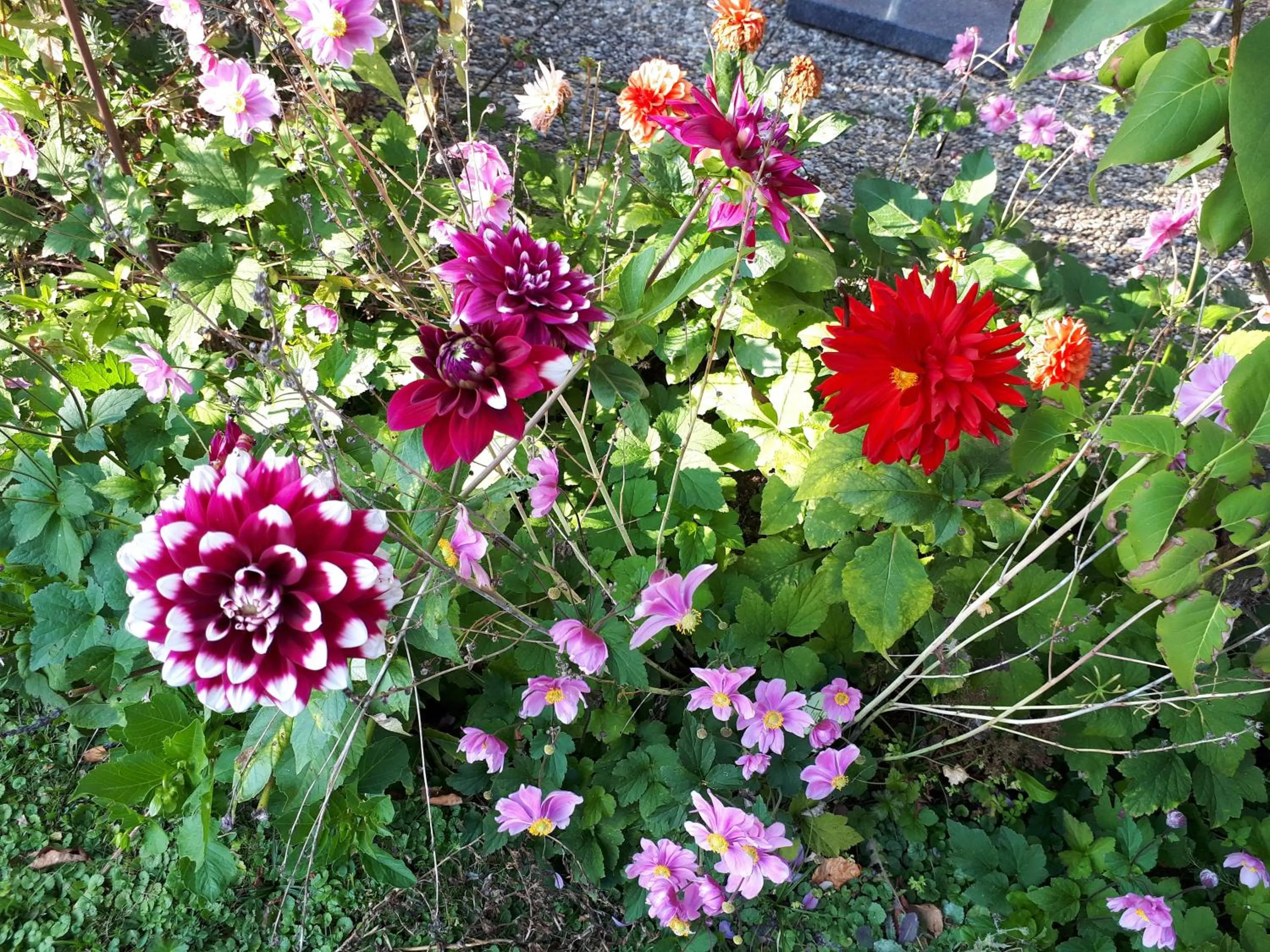 Garden in Hotel Garni Malerwinkl