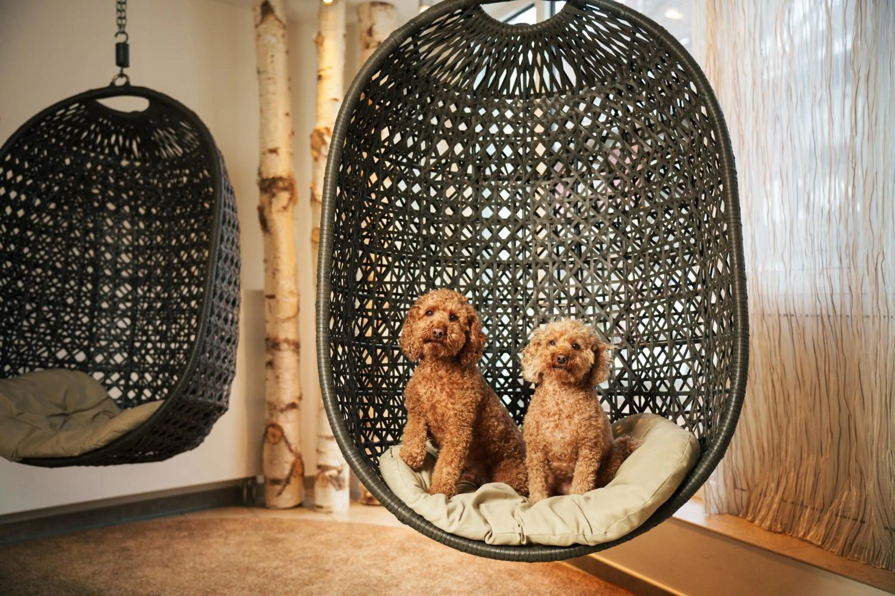 Pets in Hotel Ritter Durbach