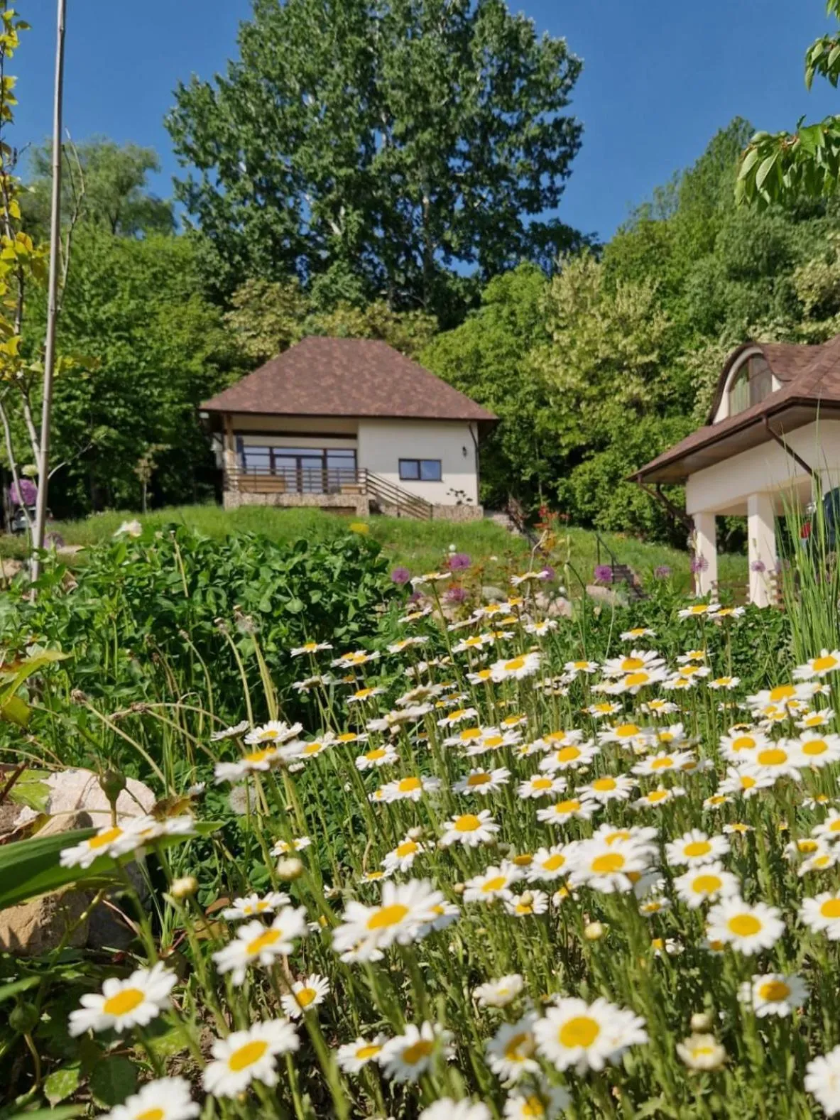Property building in Provence Suceava