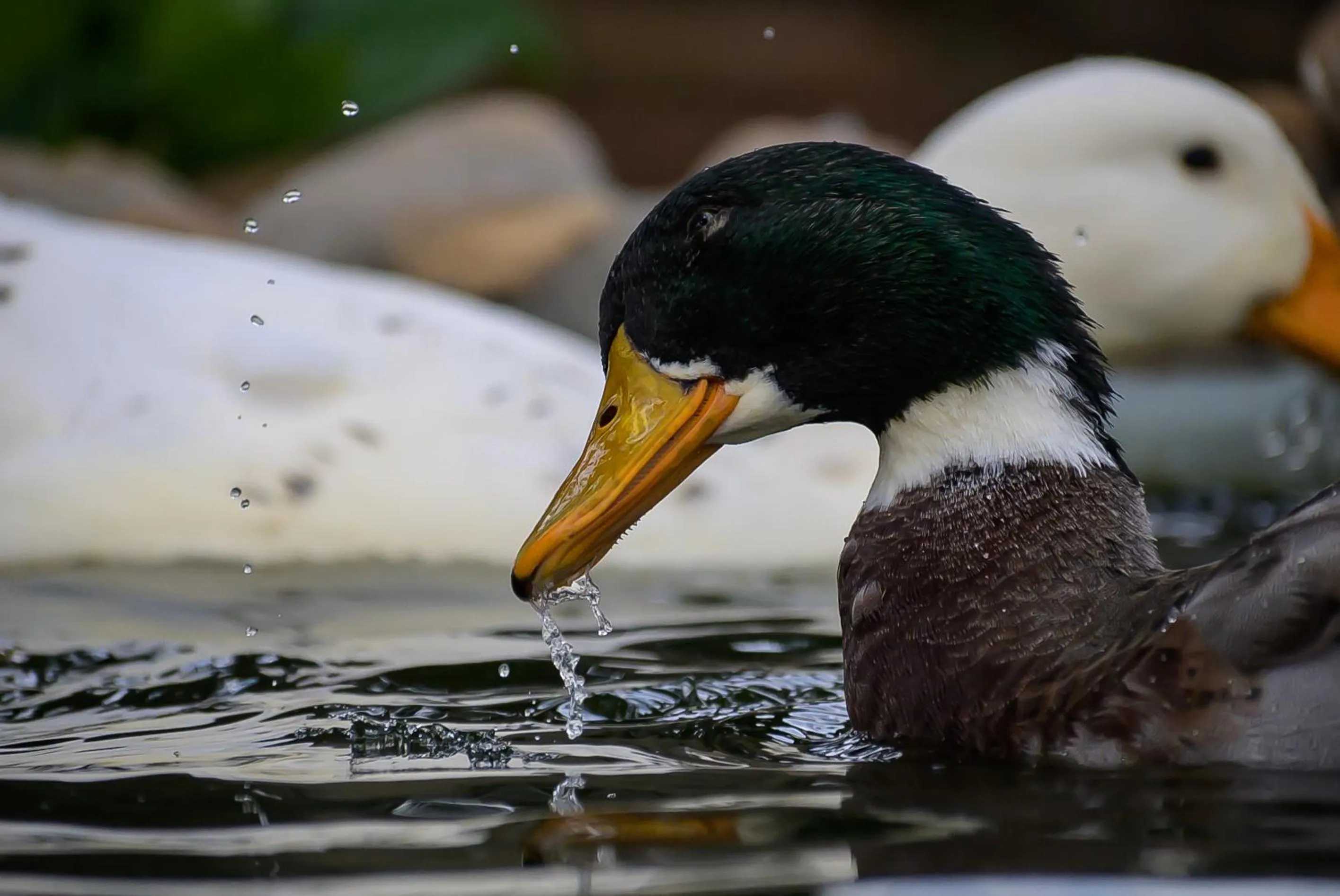 Animals in Savoy - IHCL SeleQtions