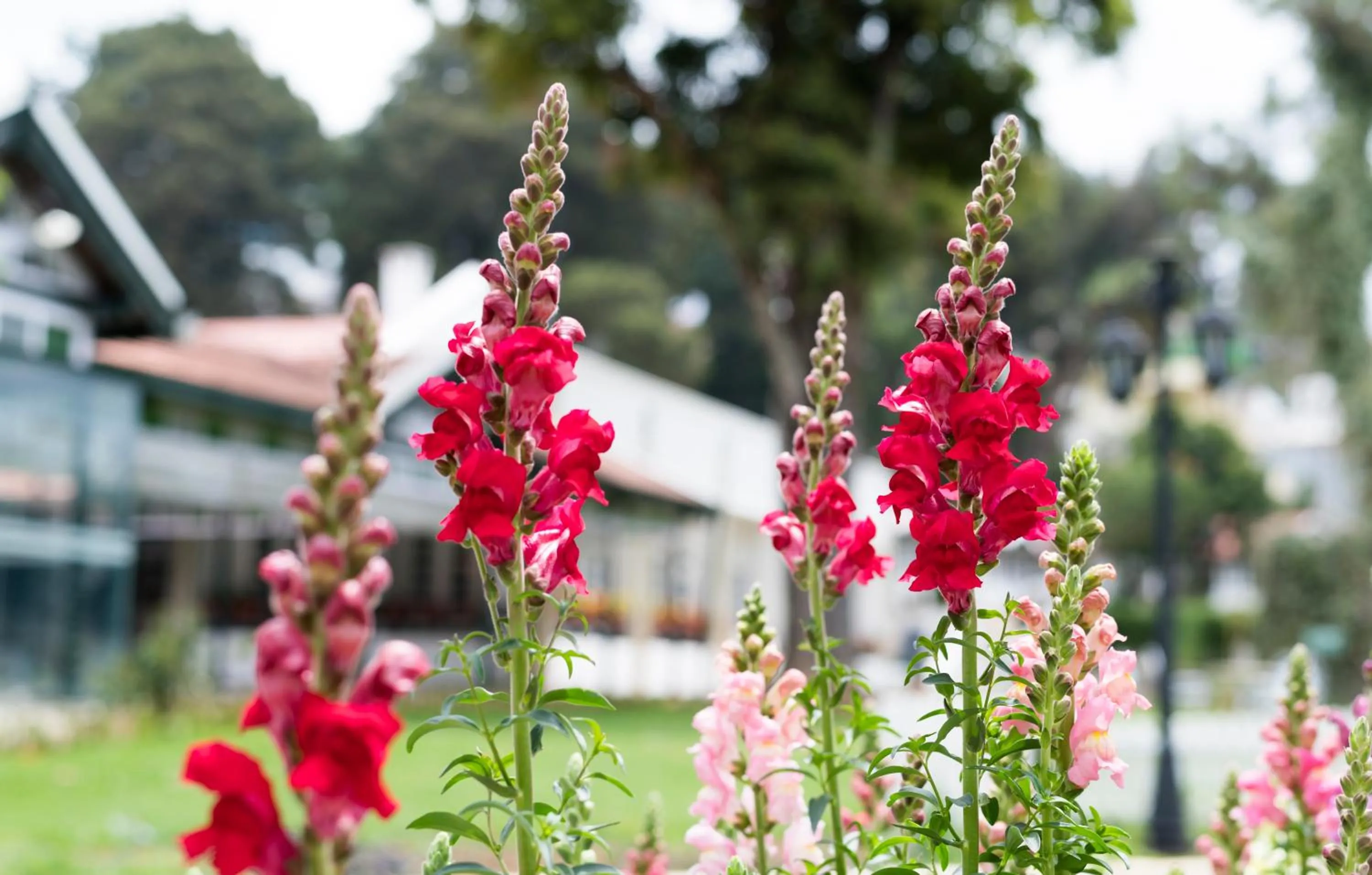 Garden in Savoy - IHCL SeleQtions