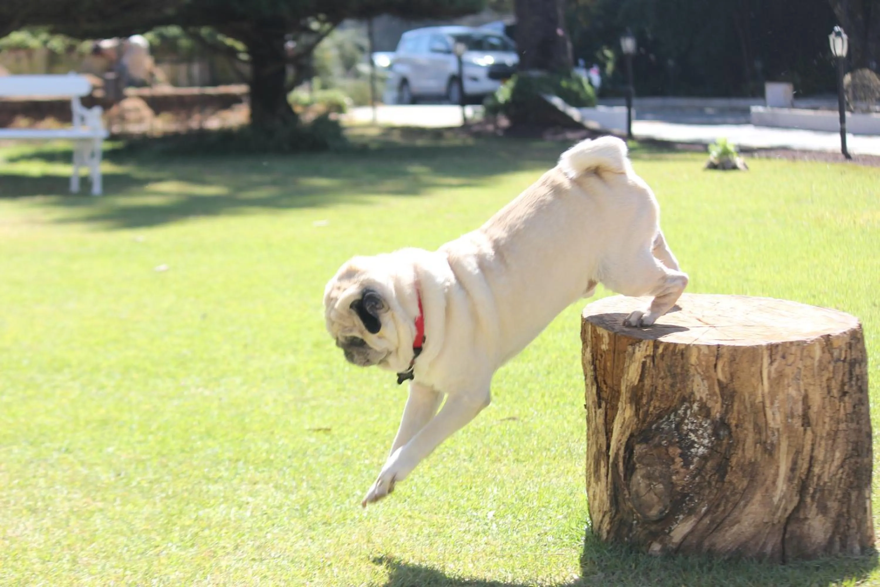 Garden in Savoy - IHCL SeleQtions