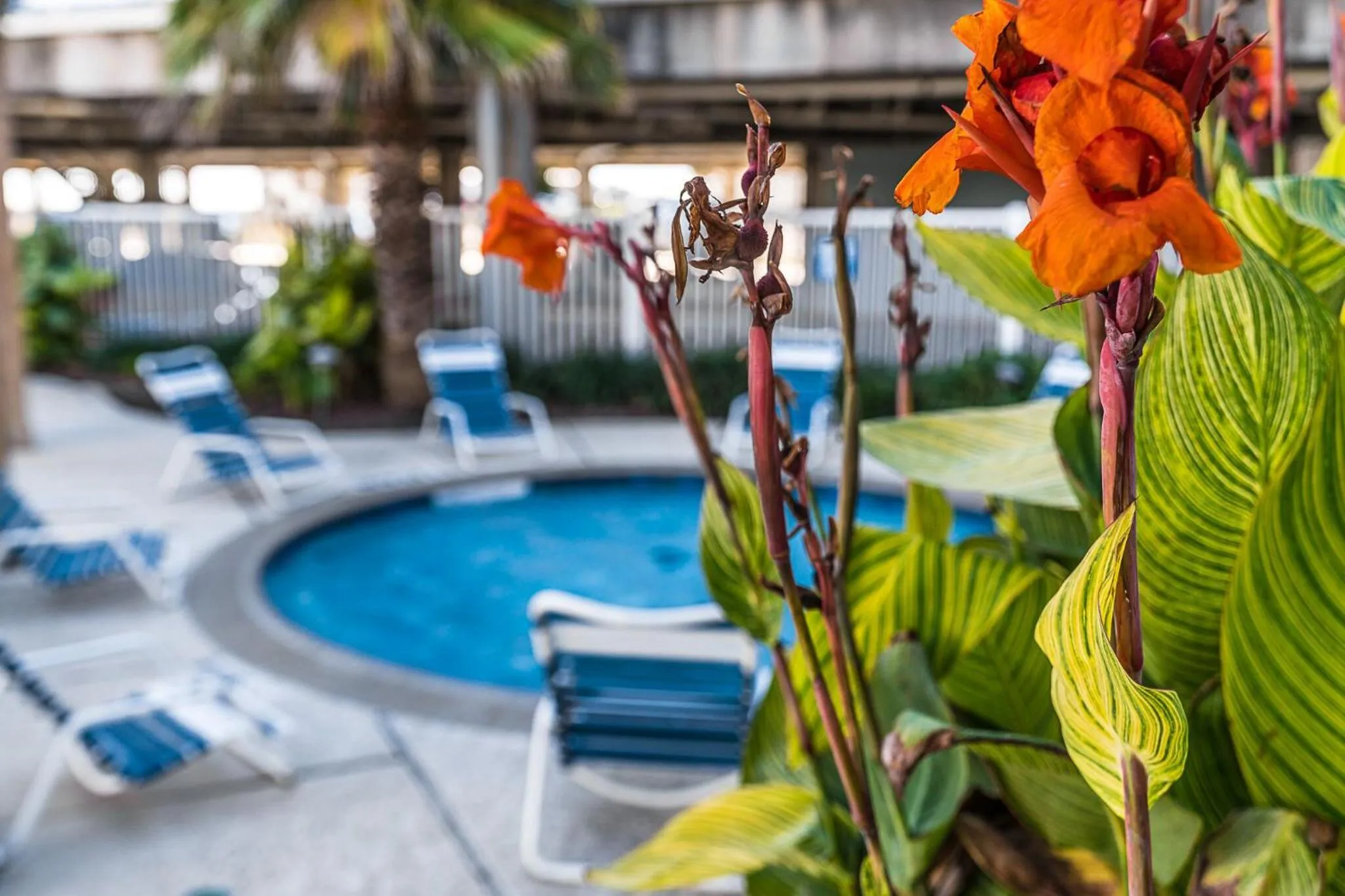 Garden in Steps to Pool and BeachAmazing Views from Two Balconies