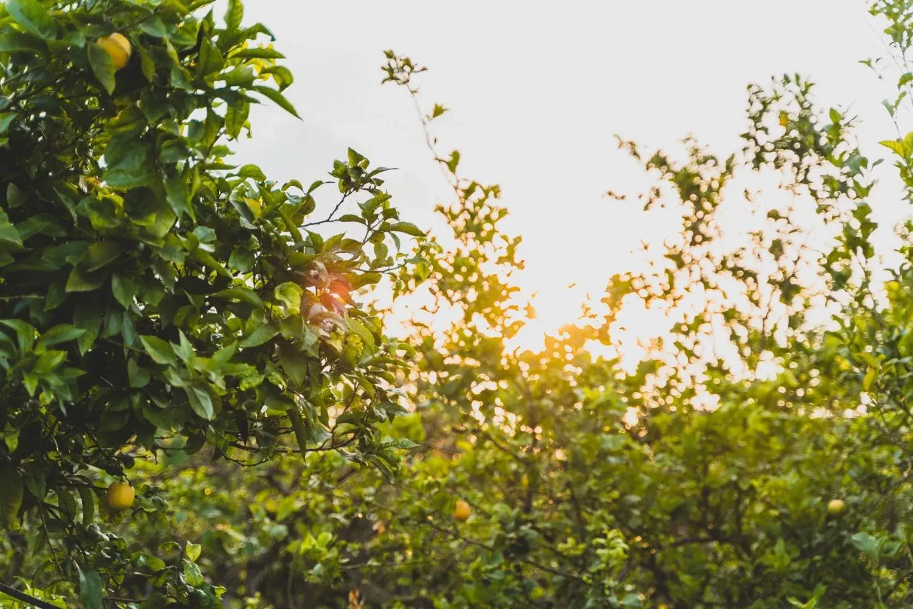 Double Room in Il Limoneto Rooms Double Room in Il Limoneto Rooms