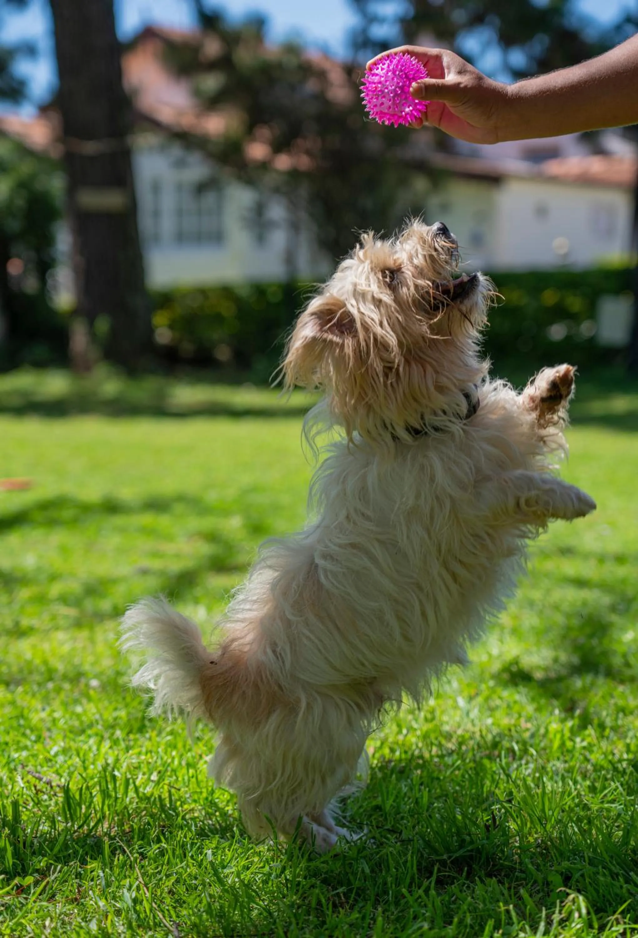Pets in Gateway Coonoor