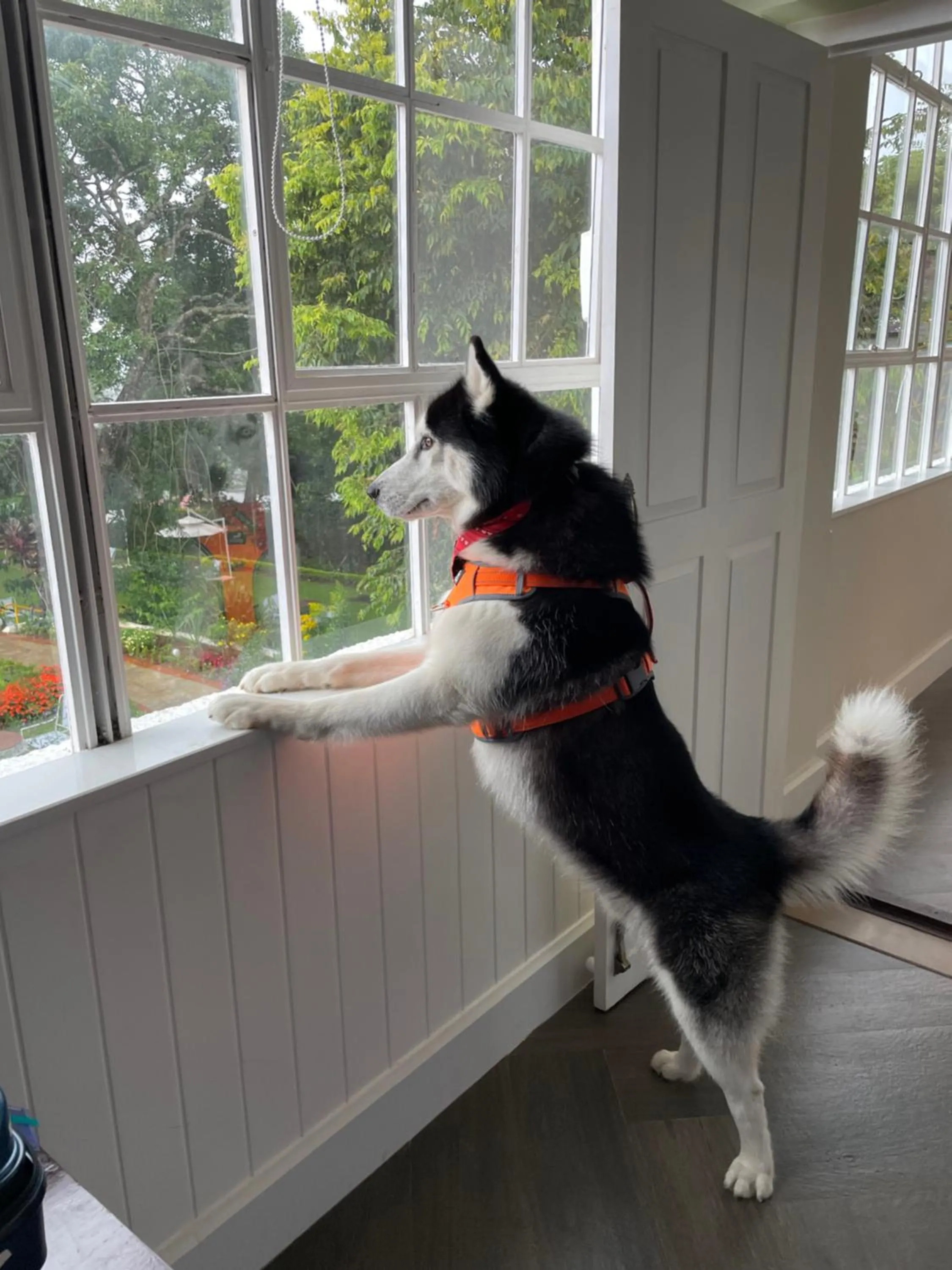 Pets in Gateway Coonoor