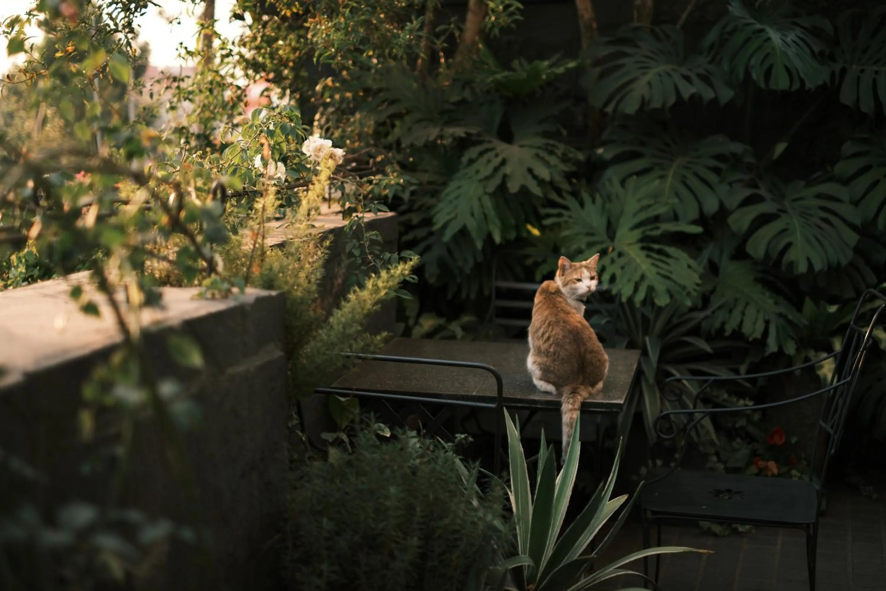 Balcony/Terrace in Banla Boutique Hotel
