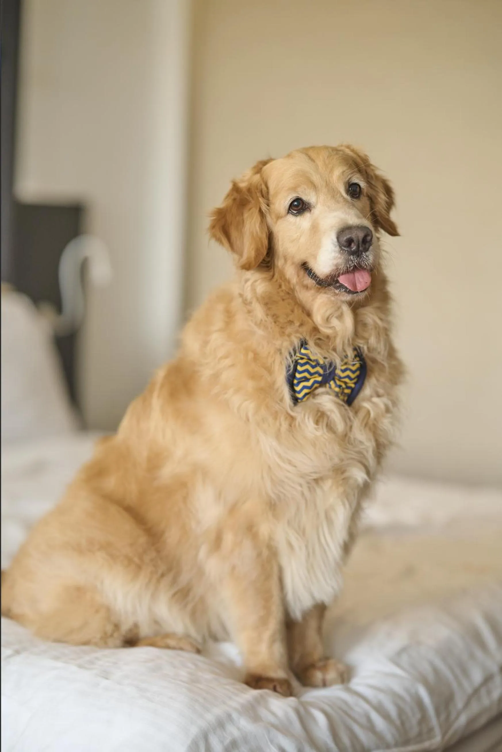 Pets in Taj Kumarakom Resort and Spa Kerala