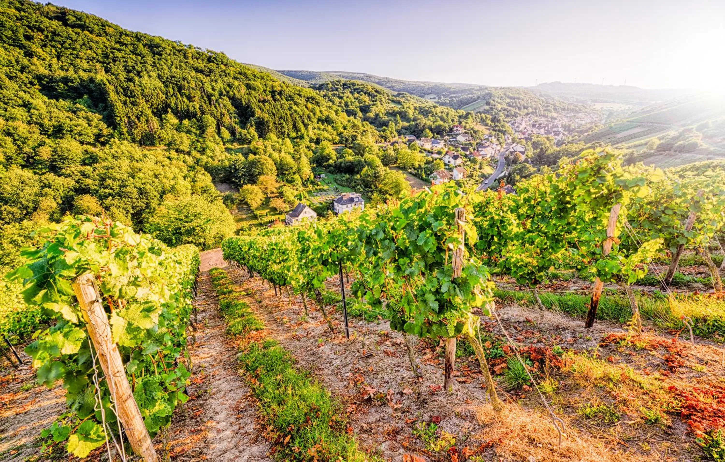 Day in Hotel Weinberg-Schlößchen