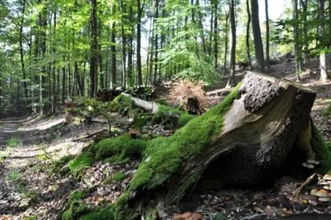 Natural landscape in zu Jeddelohs Lodge Hotel