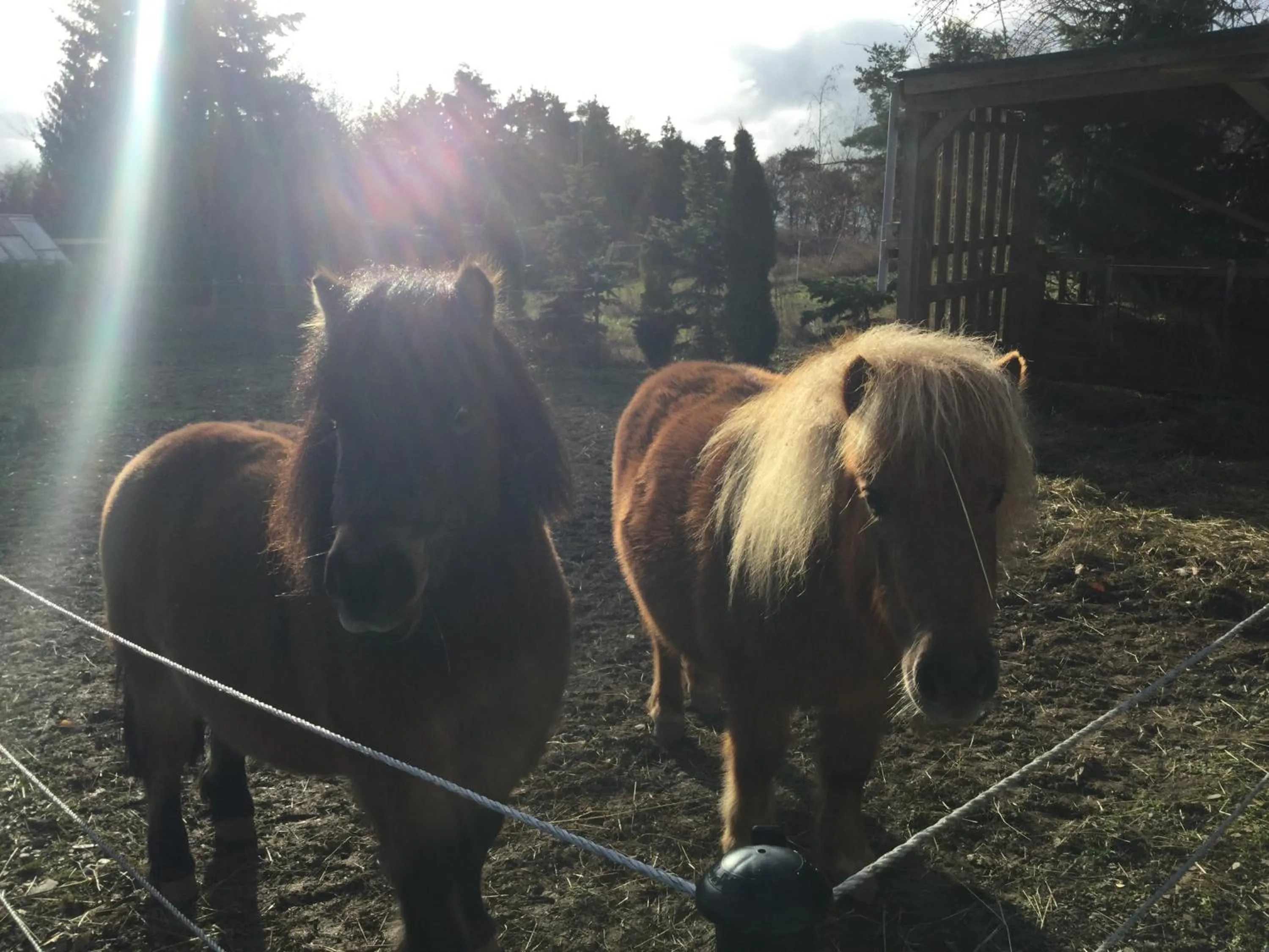 Pets in zu Jeddelohs Lodge Hotel