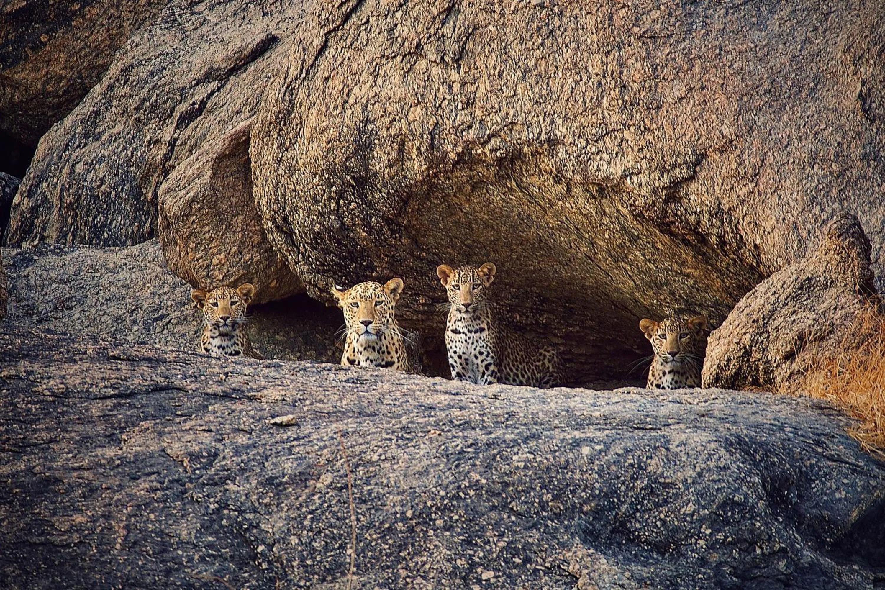 Natural landscape in WelcomHeritage Cheetahgarh Resort & Spa