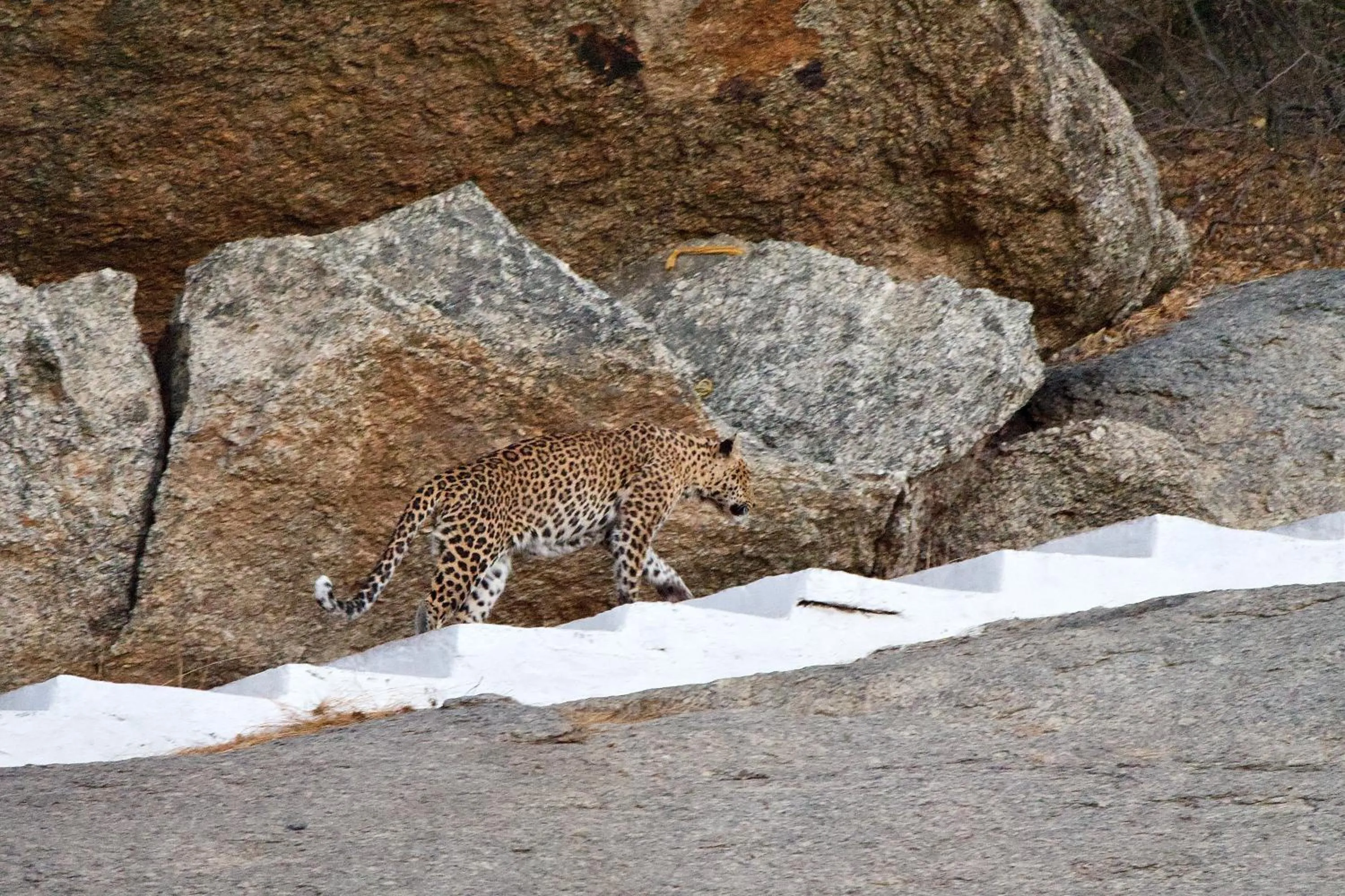 Animals in WelcomHeritage Cheetahgarh Resort & Spa