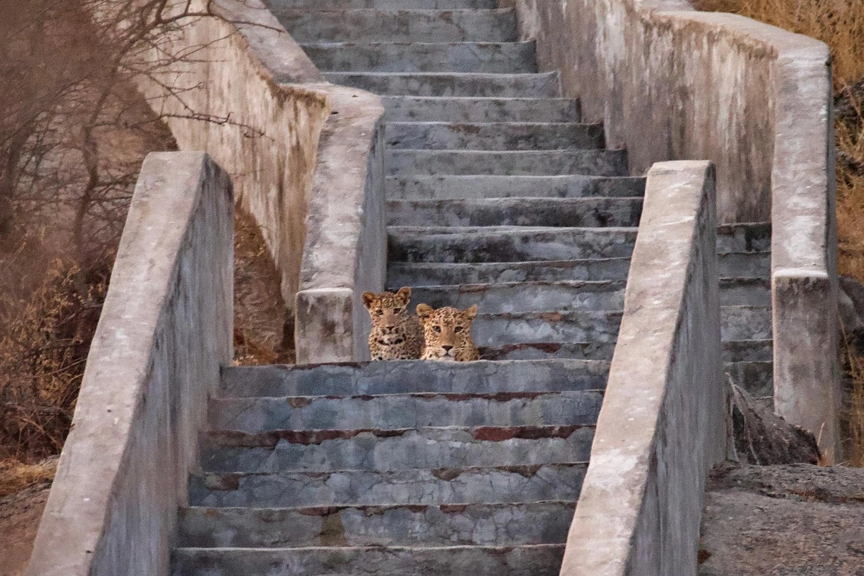 Animals in WelcomHeritage Cheetahgarh Resort & Spa