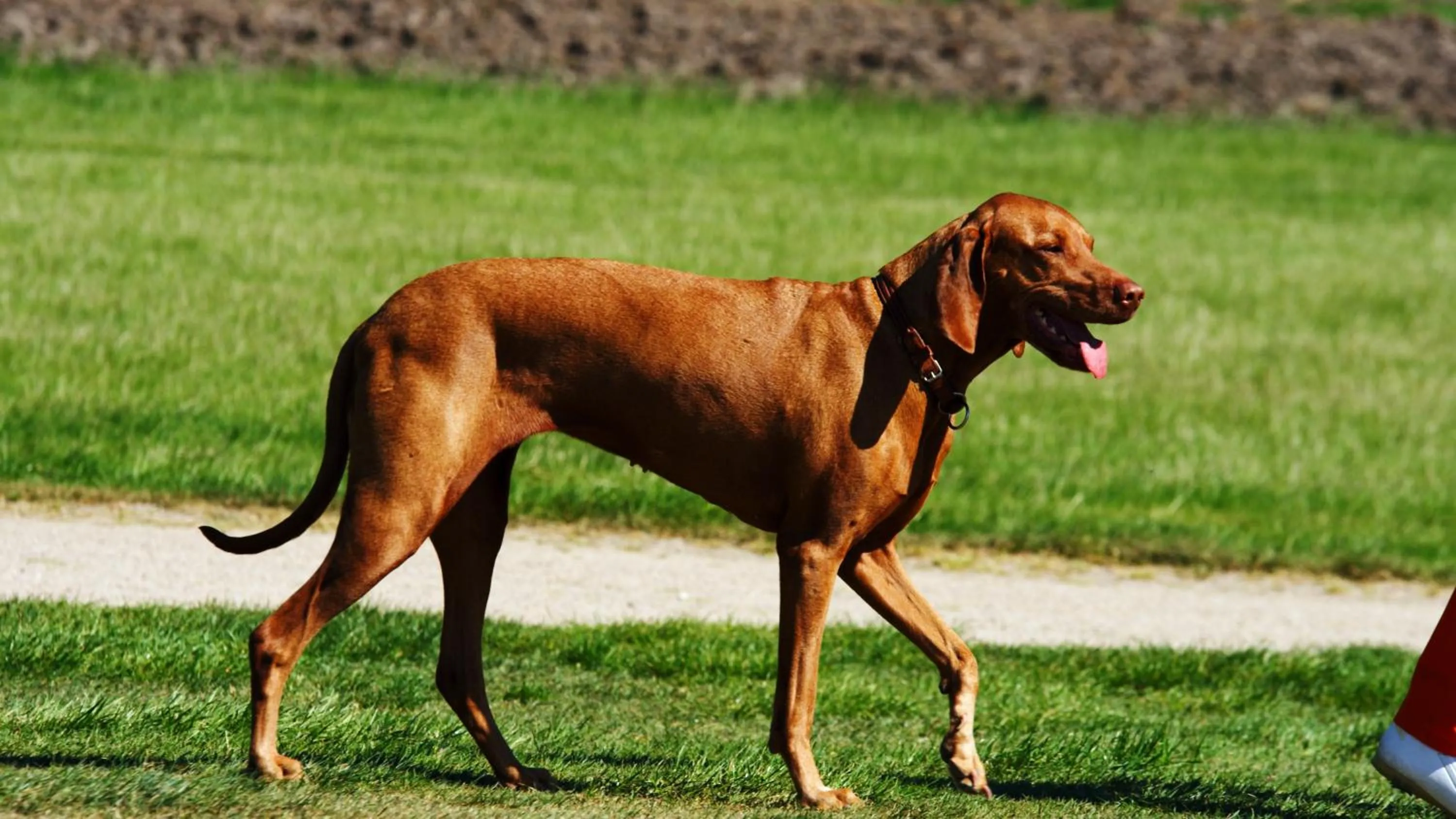 Pets in SCHLOSS Fleesensee