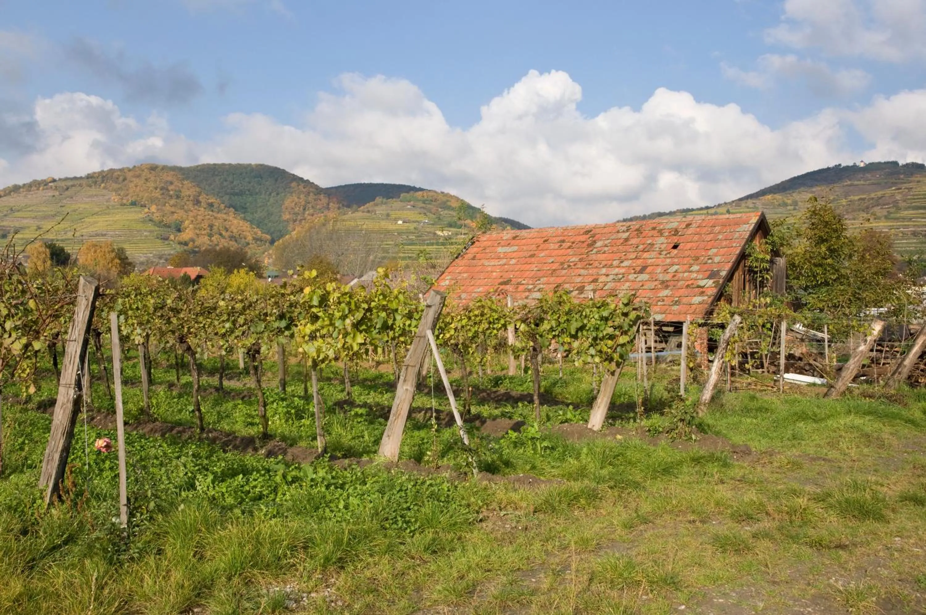 Garden in ad vineas Gästehaus Nikolaihof-Hotel Garni