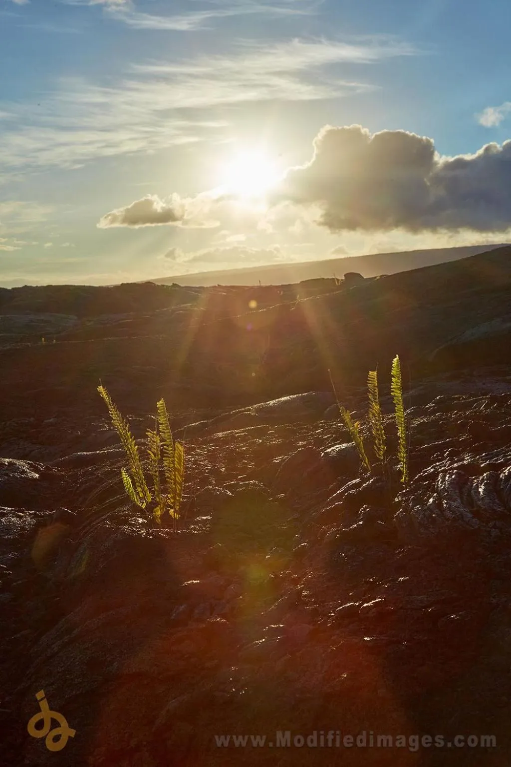 Open Gate Hostel Hawaii