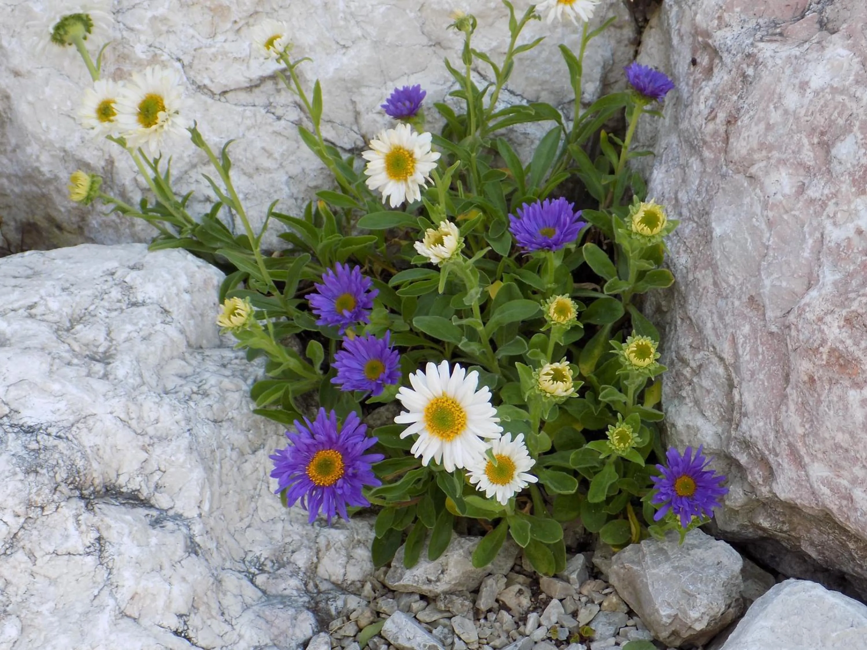 Facade/entrance in Alpenhotel Bergzauber
