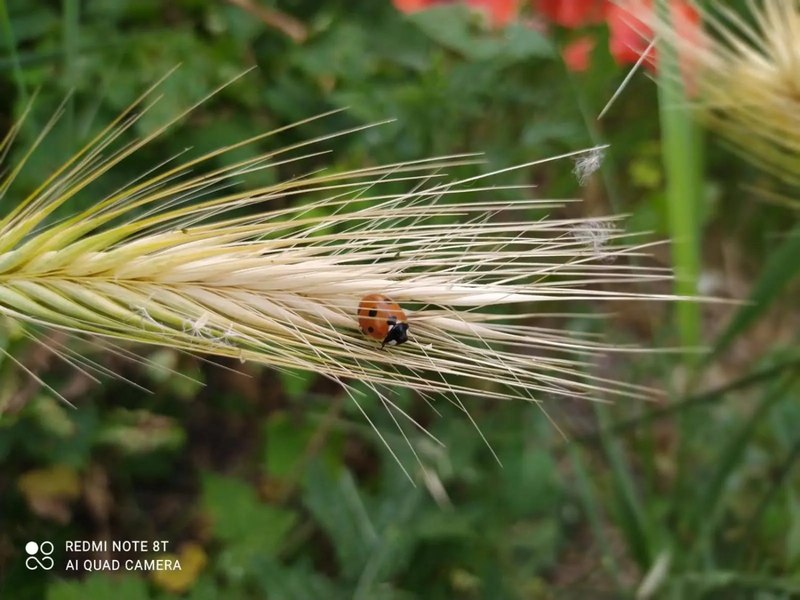 La ferme des Escampades