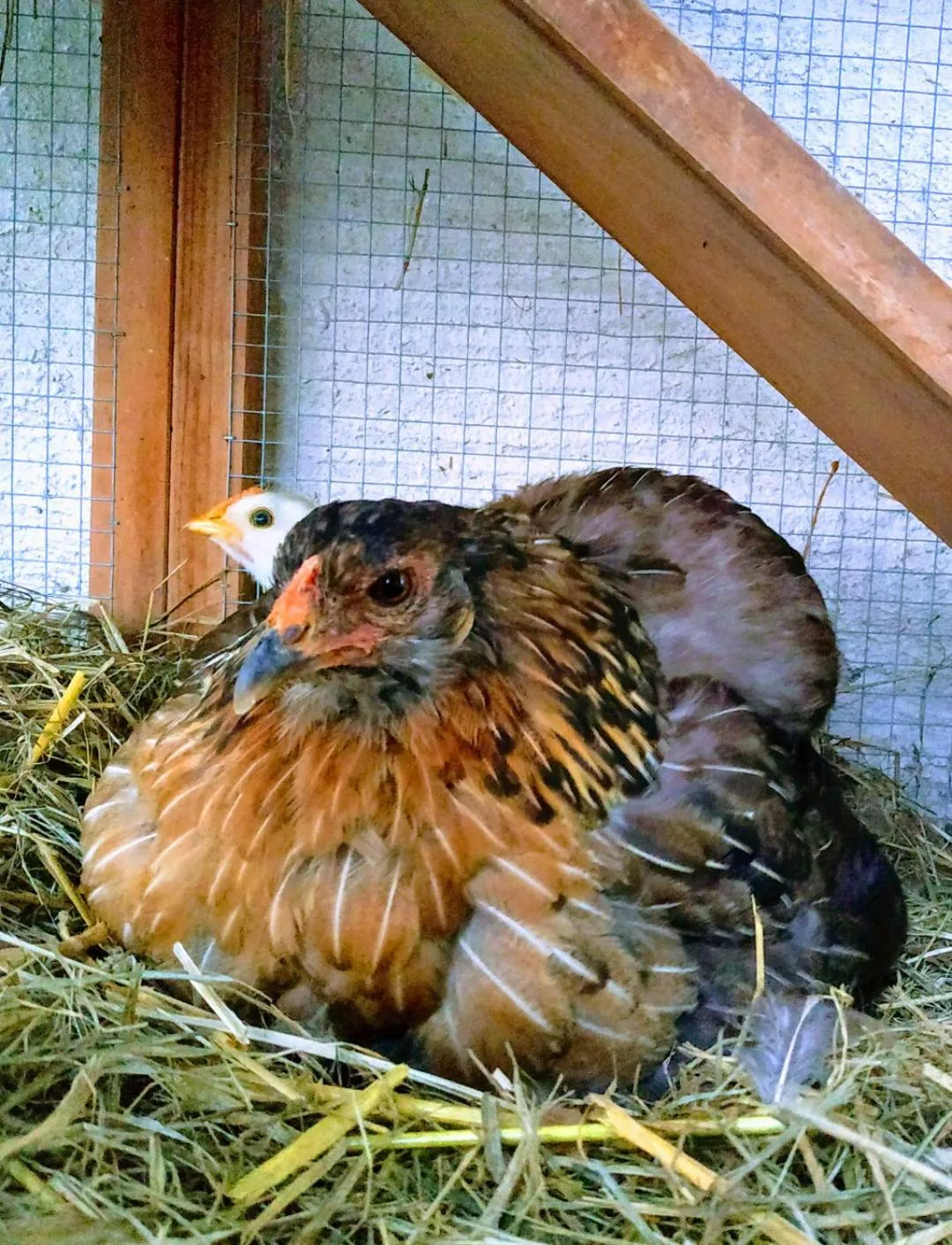 La ferme des Escampades