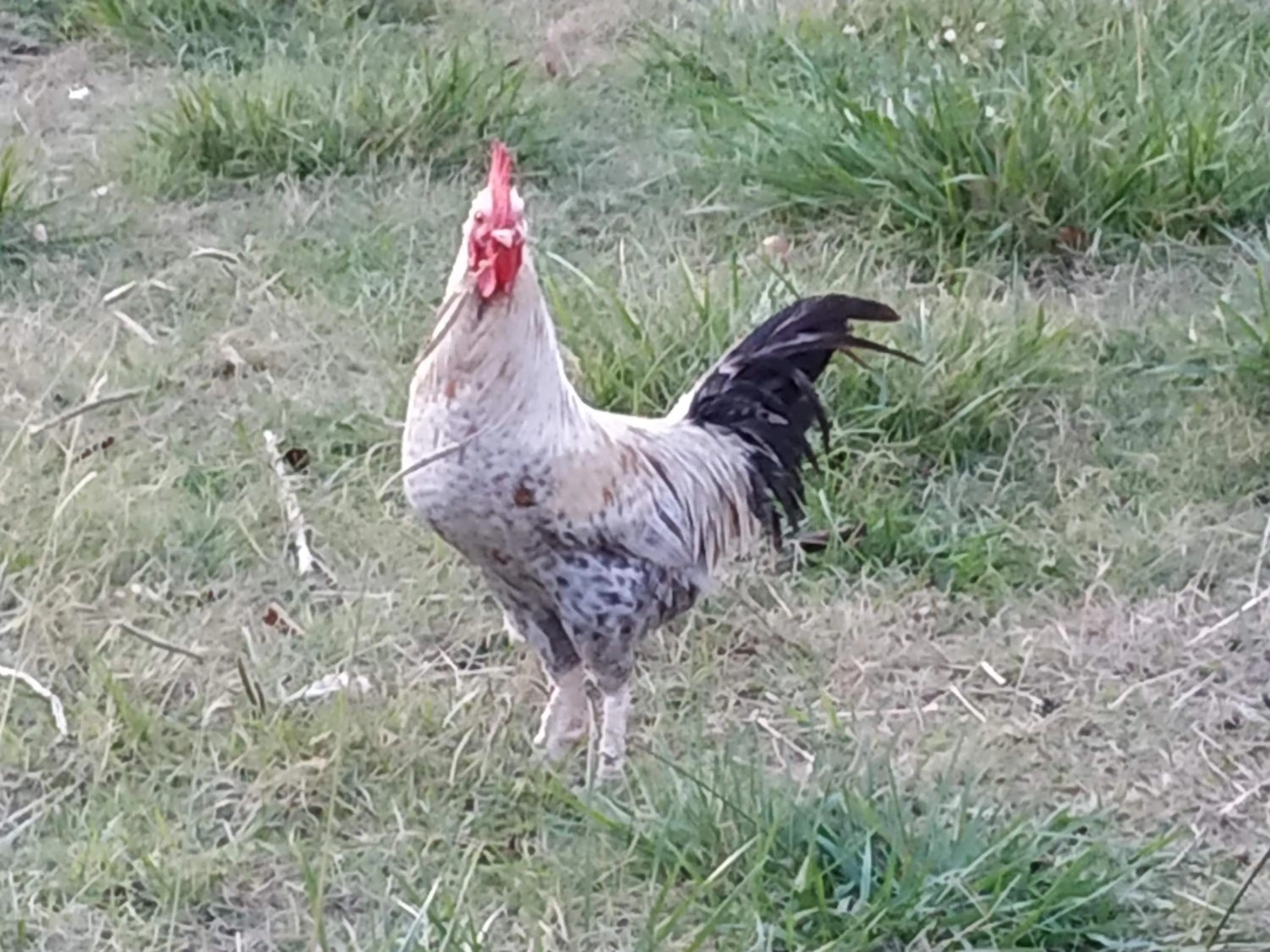 La ferme des Escampades