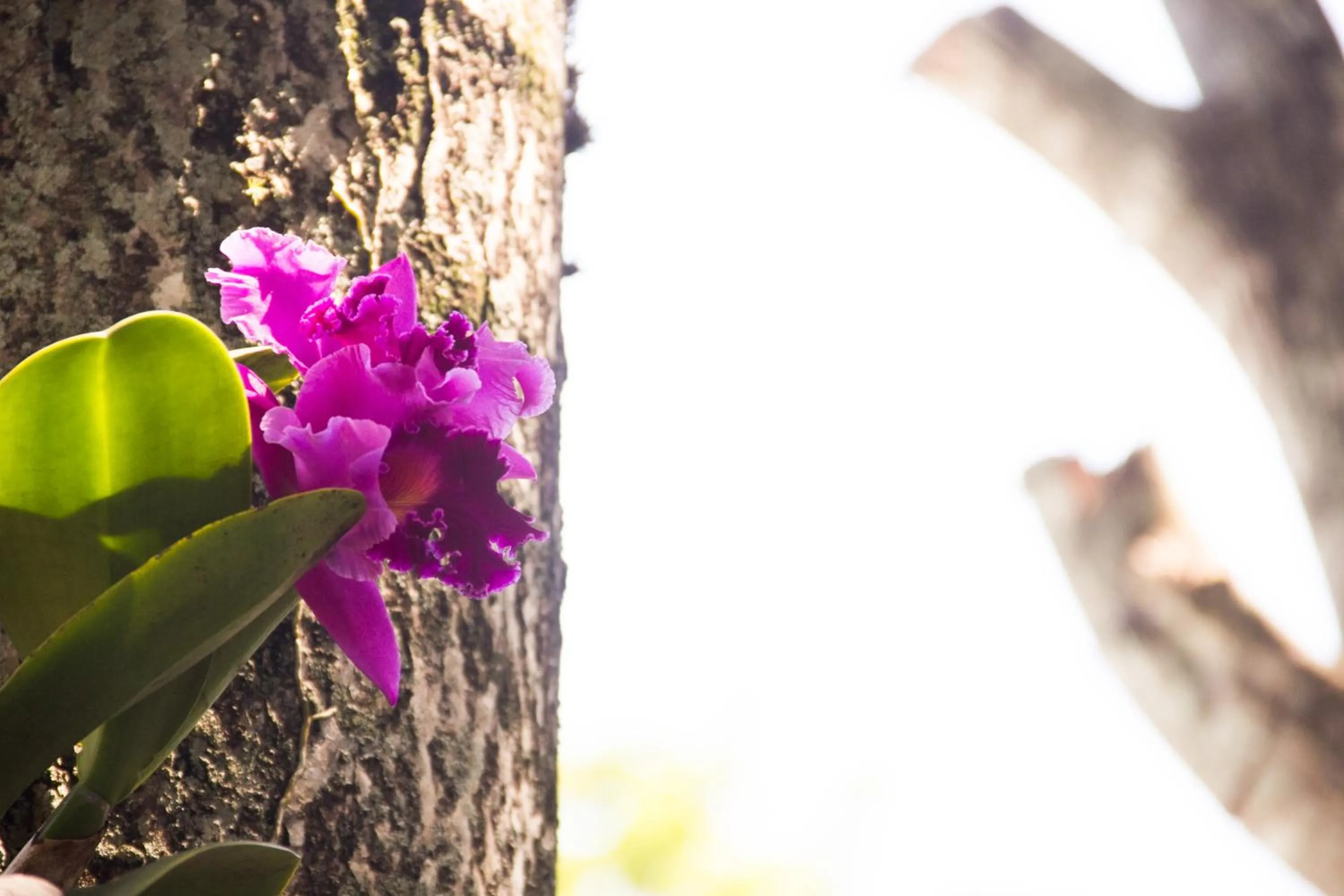 Spring in Pousada da Mata