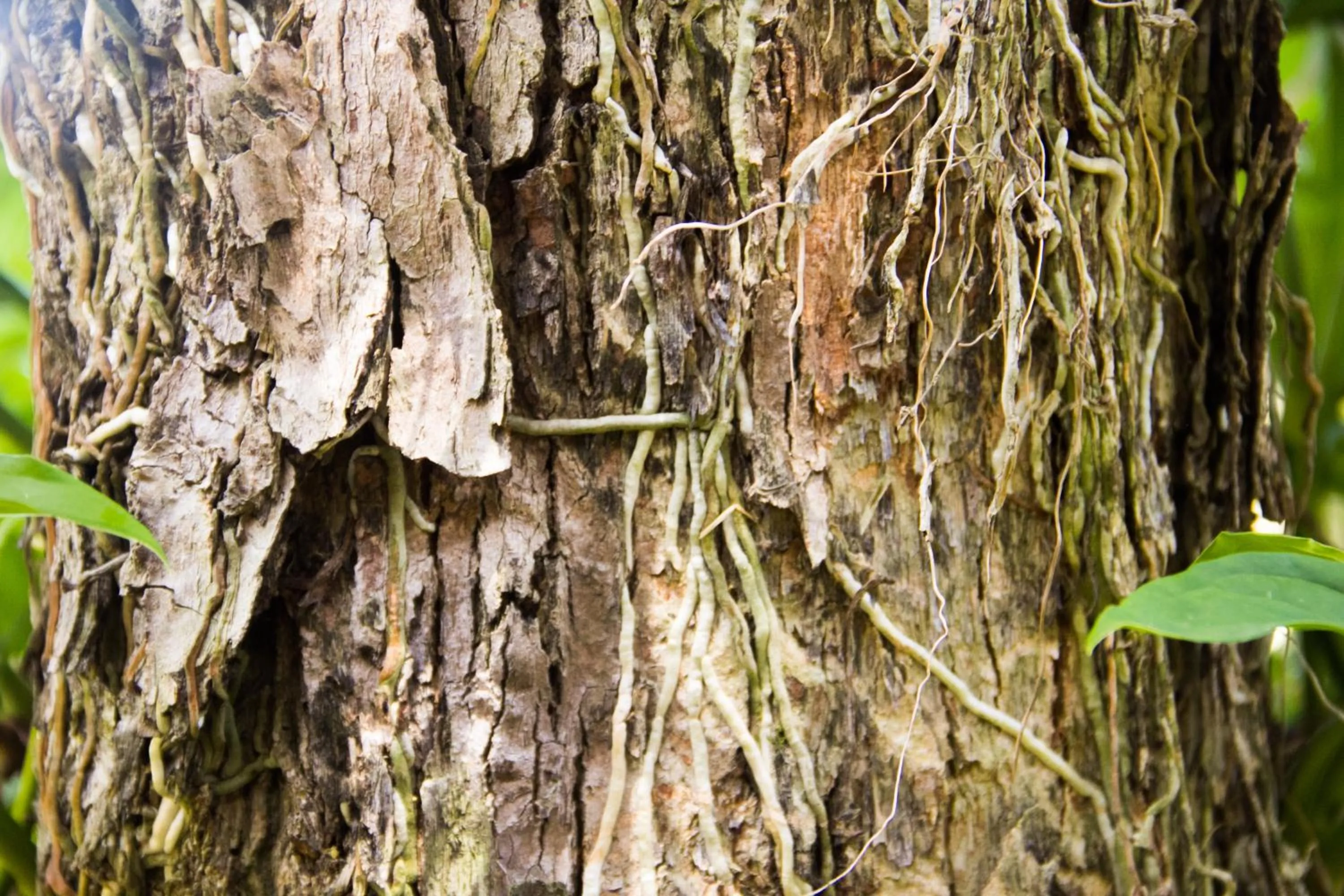 Other in Pousada da Mata