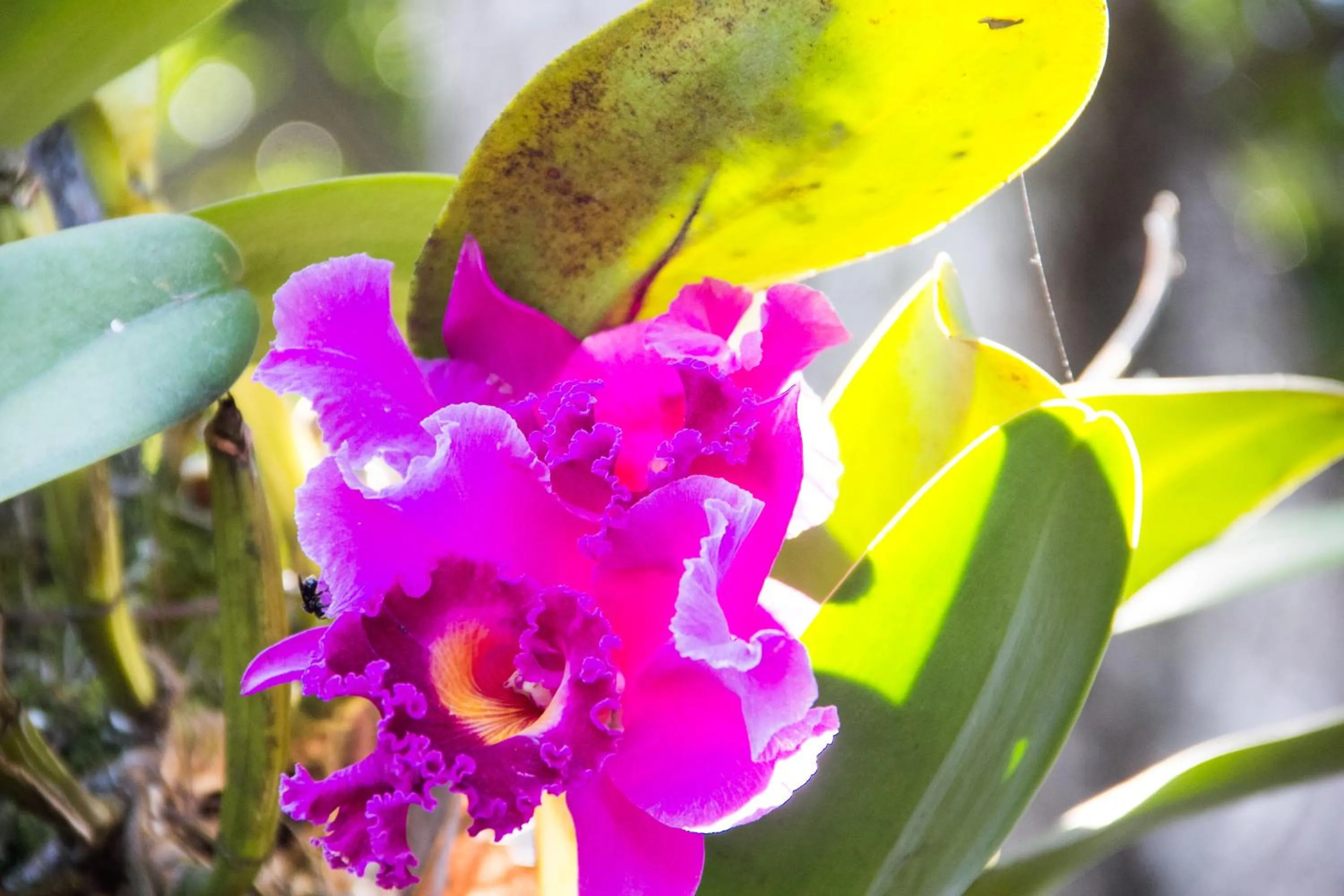 Garden in Pousada da Mata
