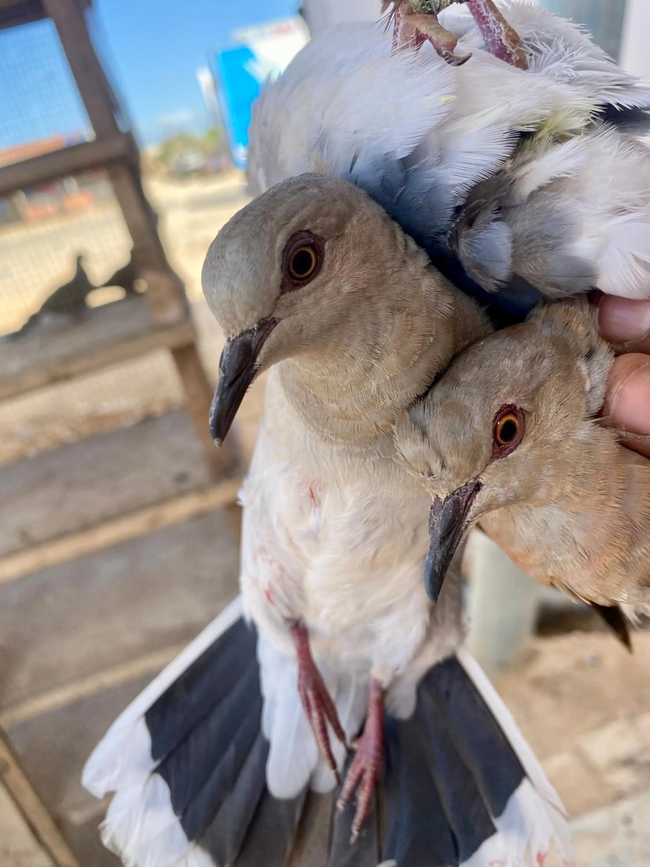 Animals in Marina Resort New Alamein By Seven Seasons