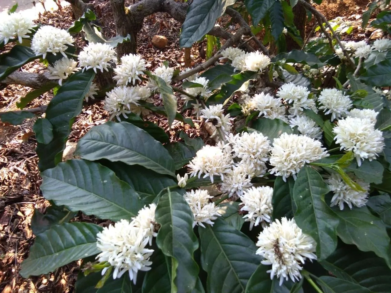 Natural landscape in Three Hills Resort Coorg