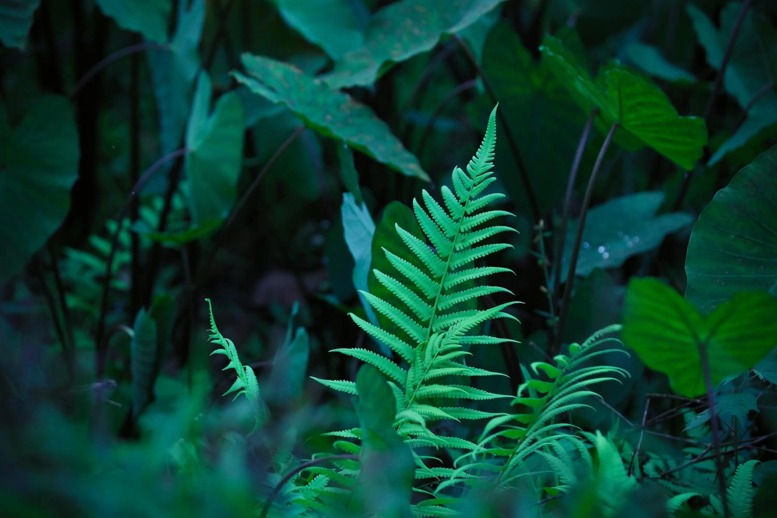 Garden in Three Hills Resort Coorg