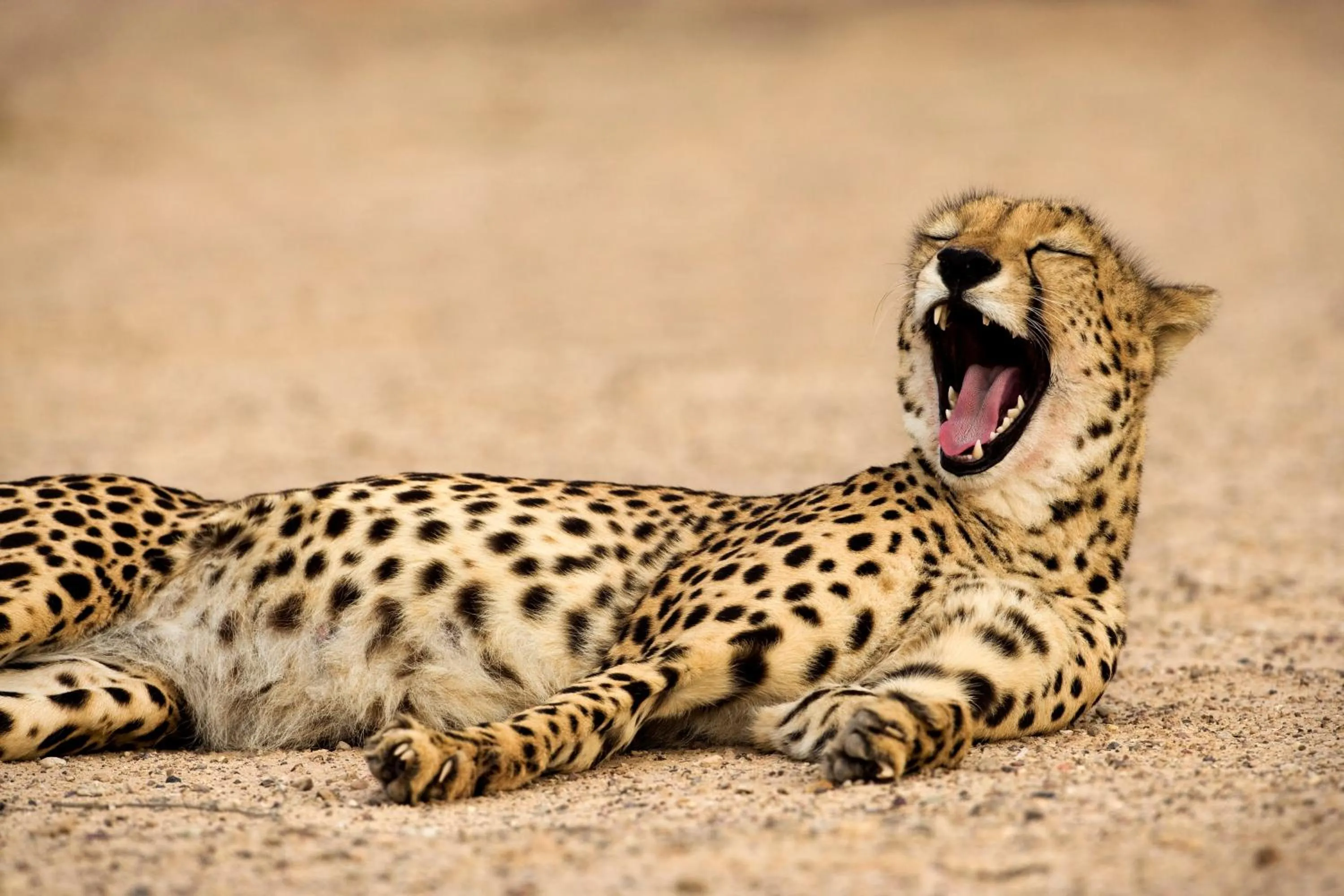 Area and facilities in Anantara Desert Islands Resort & Spa