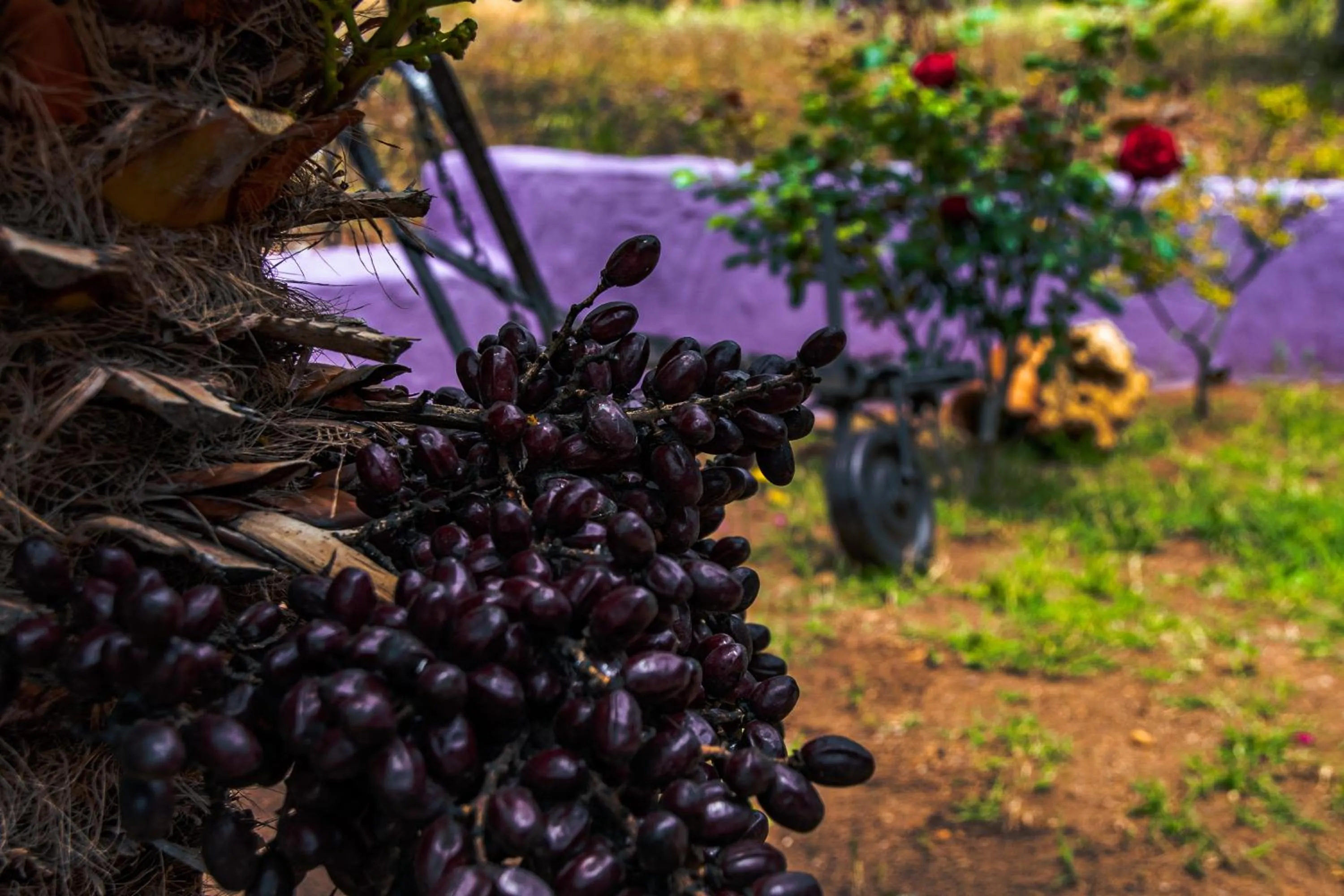 Garden in Funtana'e Mari
