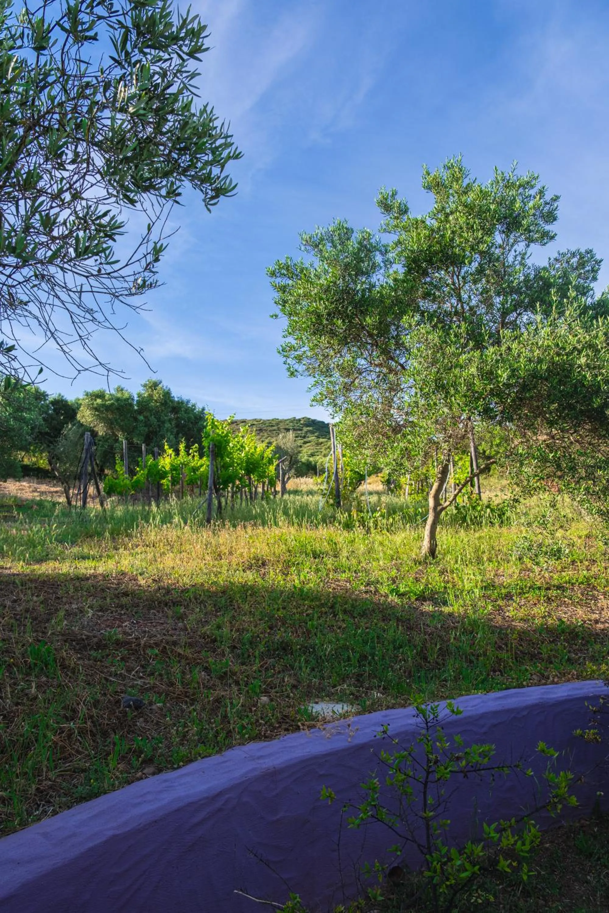 Garden in Funtana'e Mari