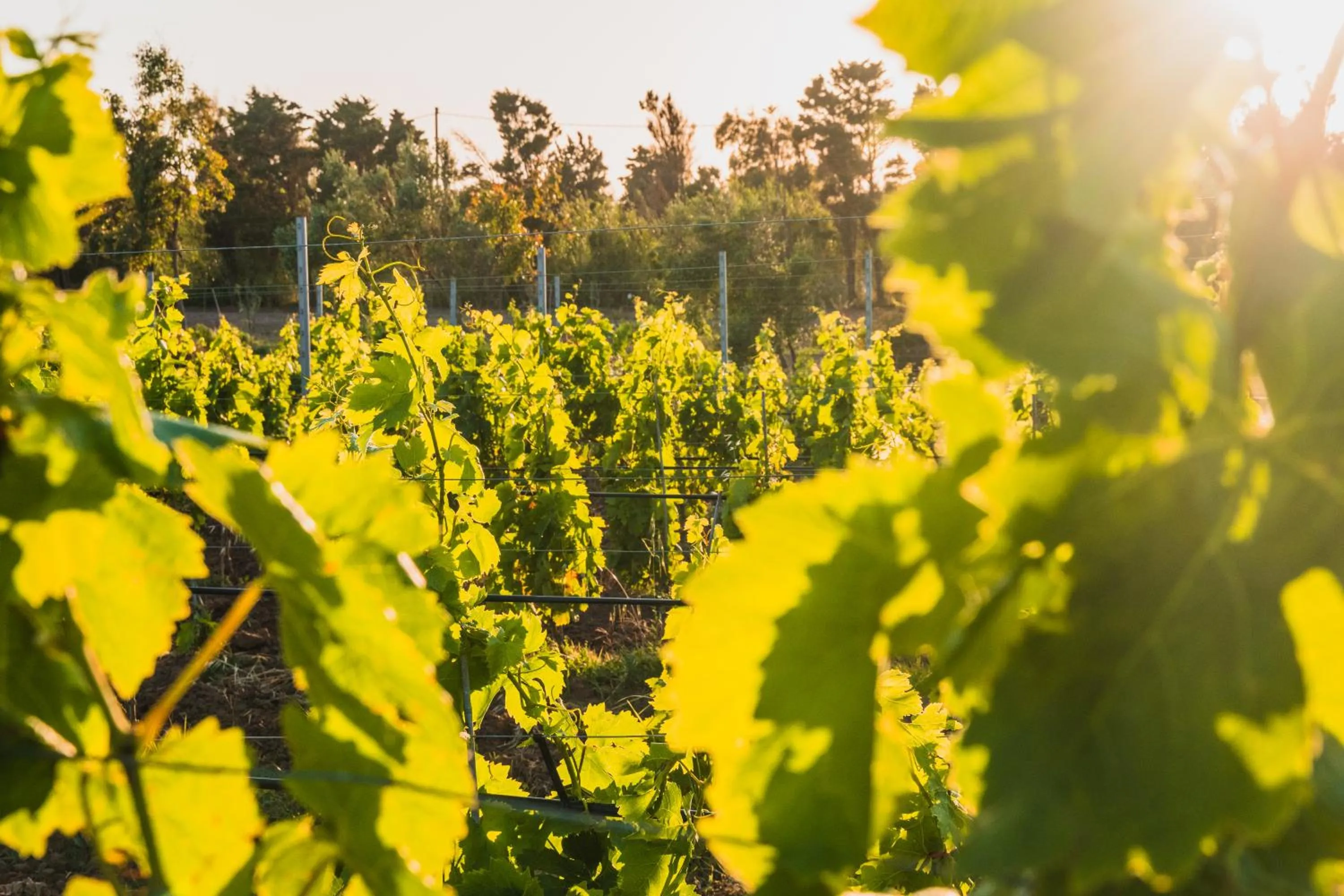 Garden in Funtana'e Mari