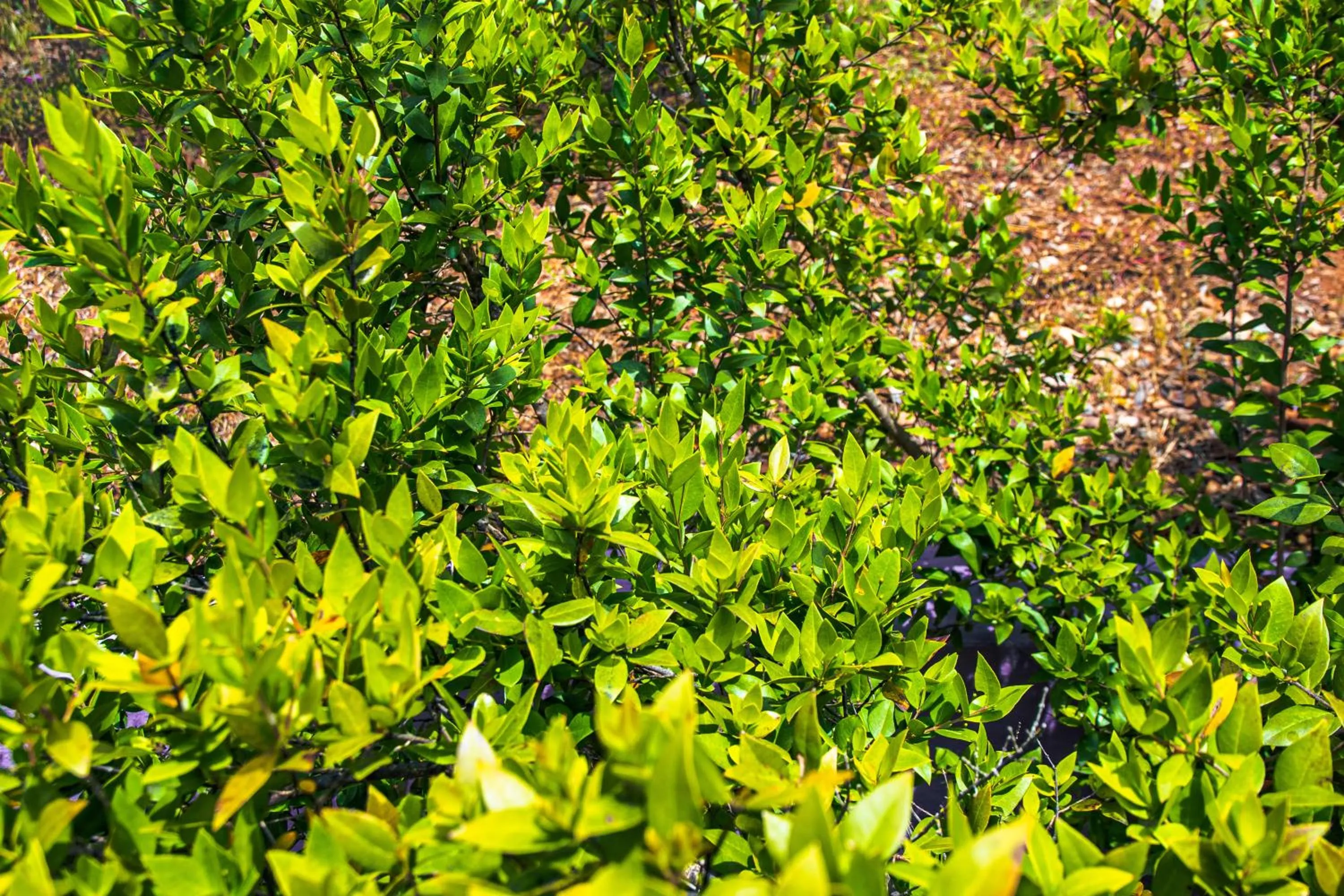 Garden in Funtana'e Mari