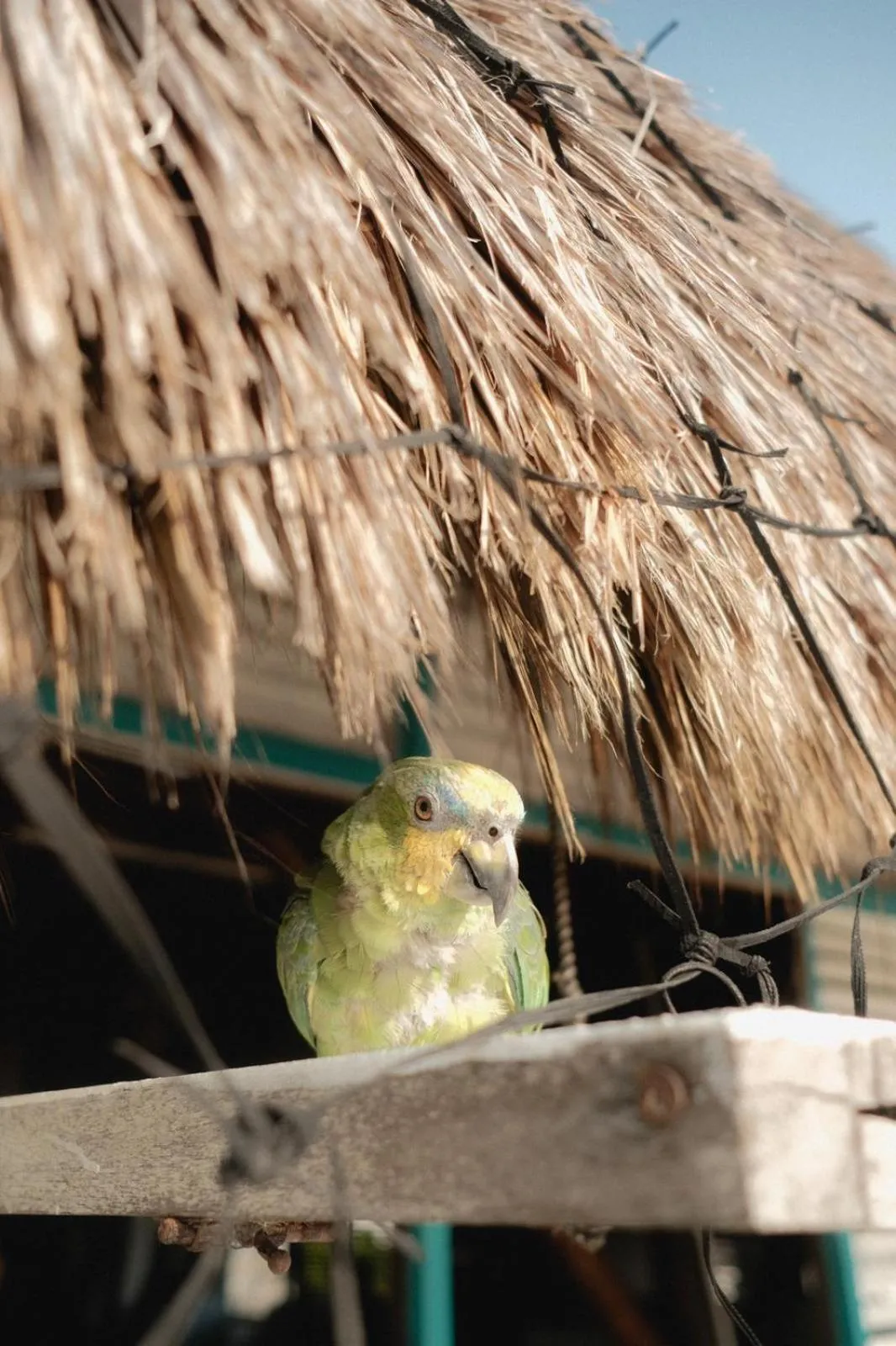 Animals in El Embrujo Tintipan